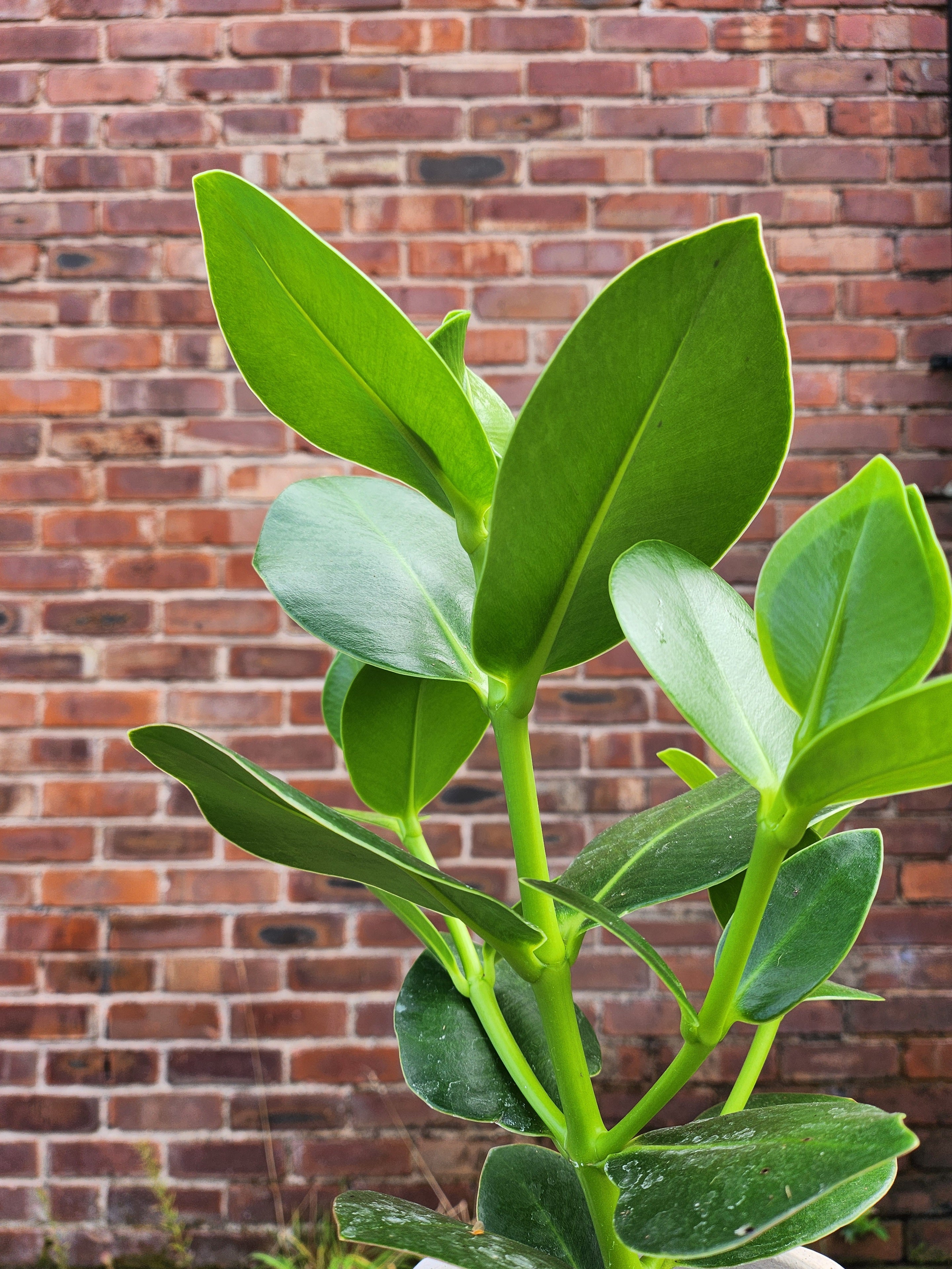 Clusia Rosea