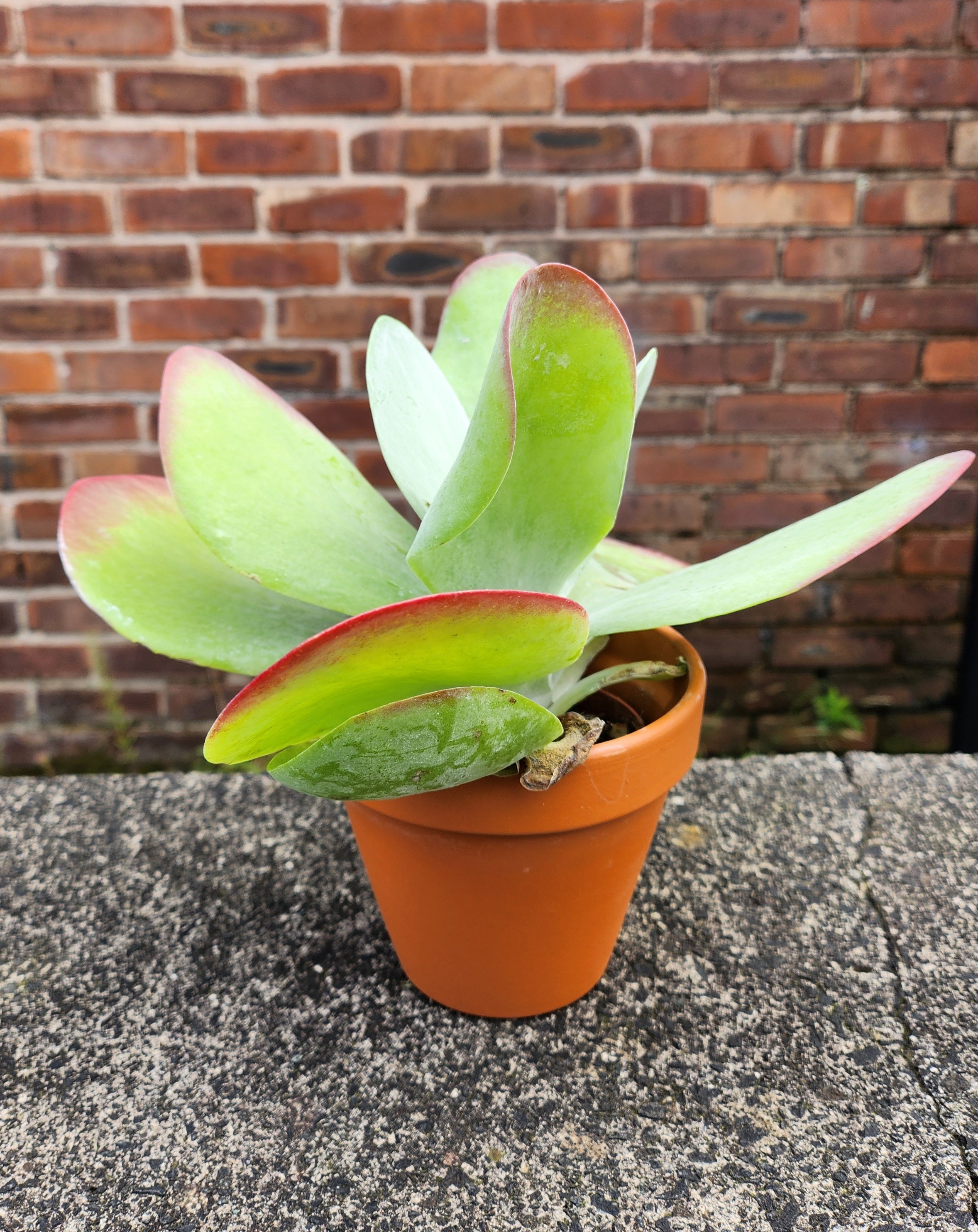 Kalanchoe Thyrsiflora