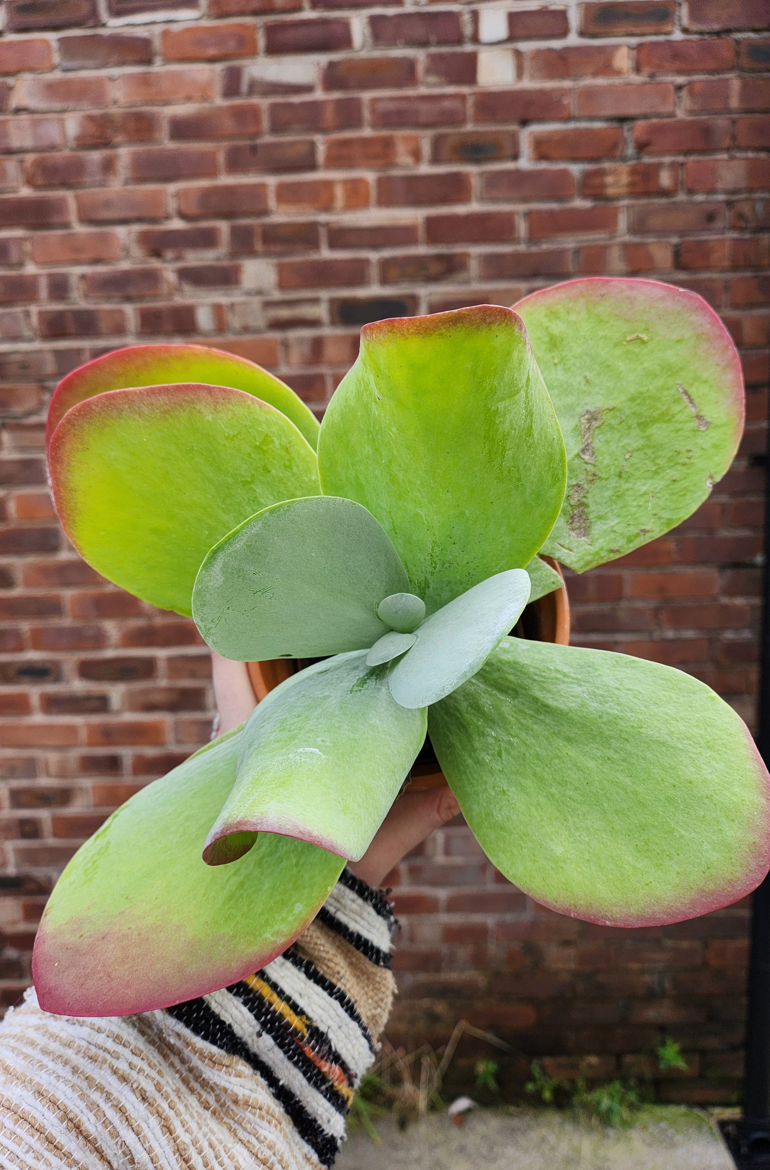 Kalanchoe Thyrsiflora
