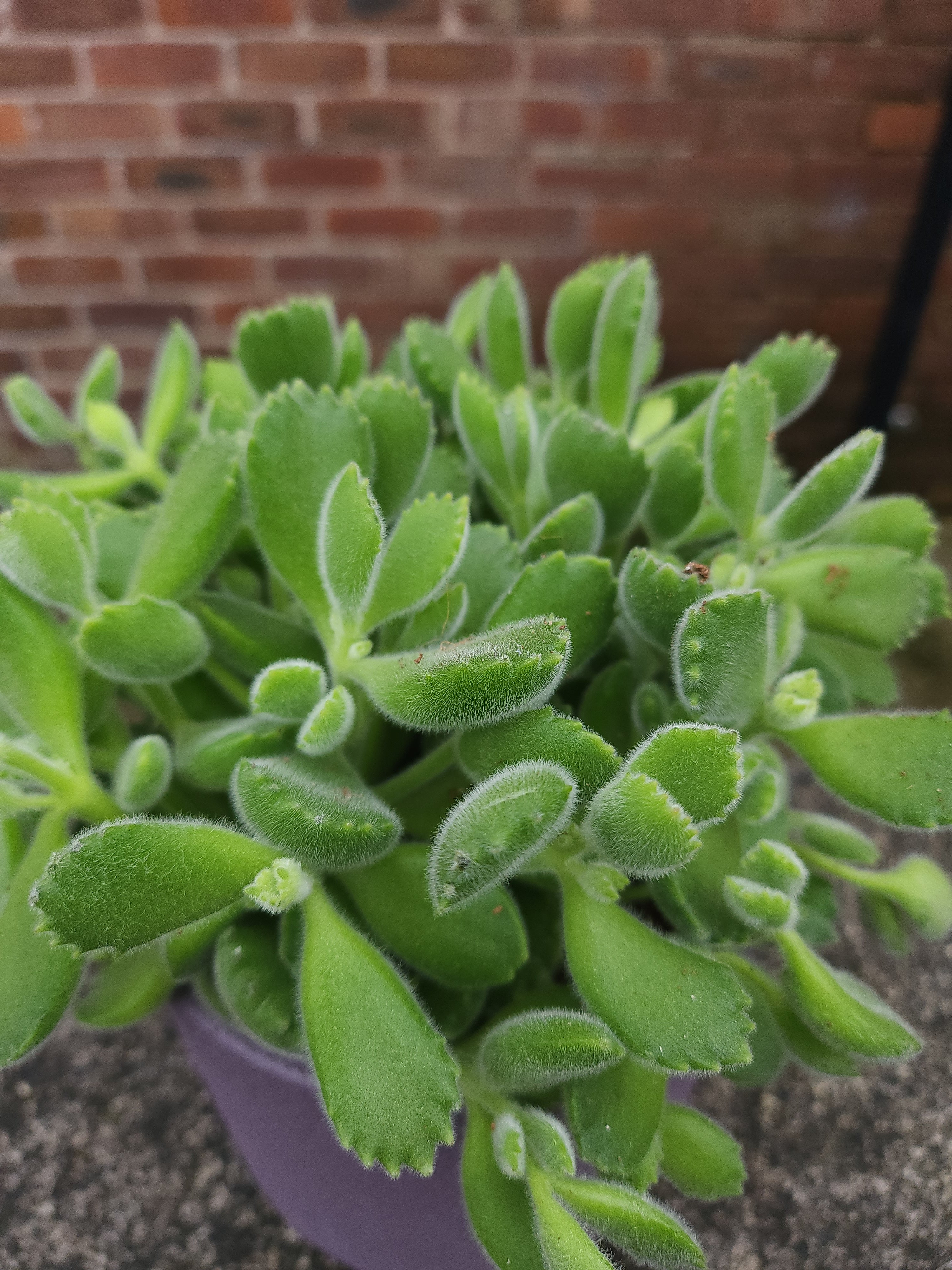 Cotyledon Green Footprint