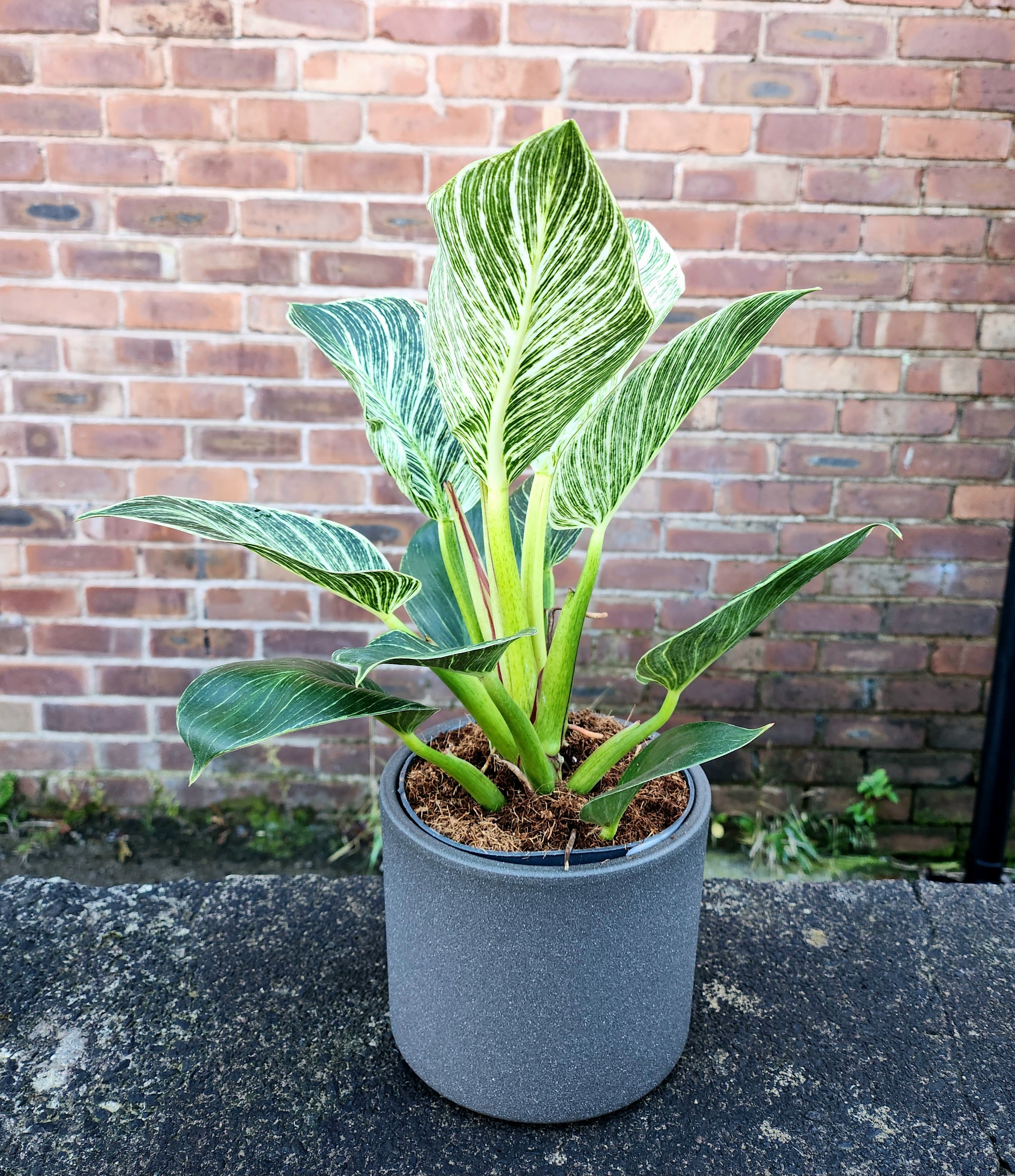 hydroponic philodendron white wave Philodendron White Wave