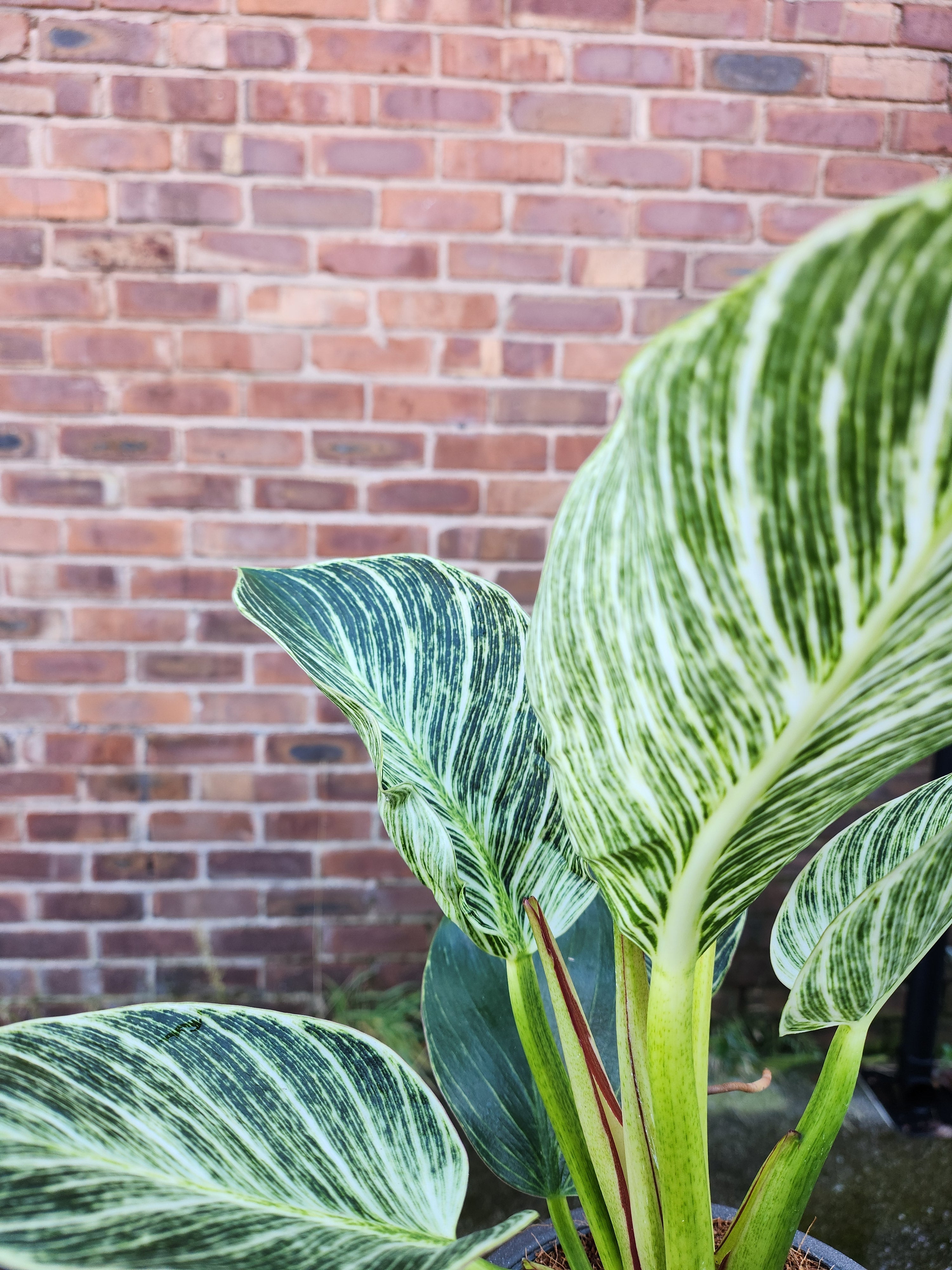 Philodendron White Wave