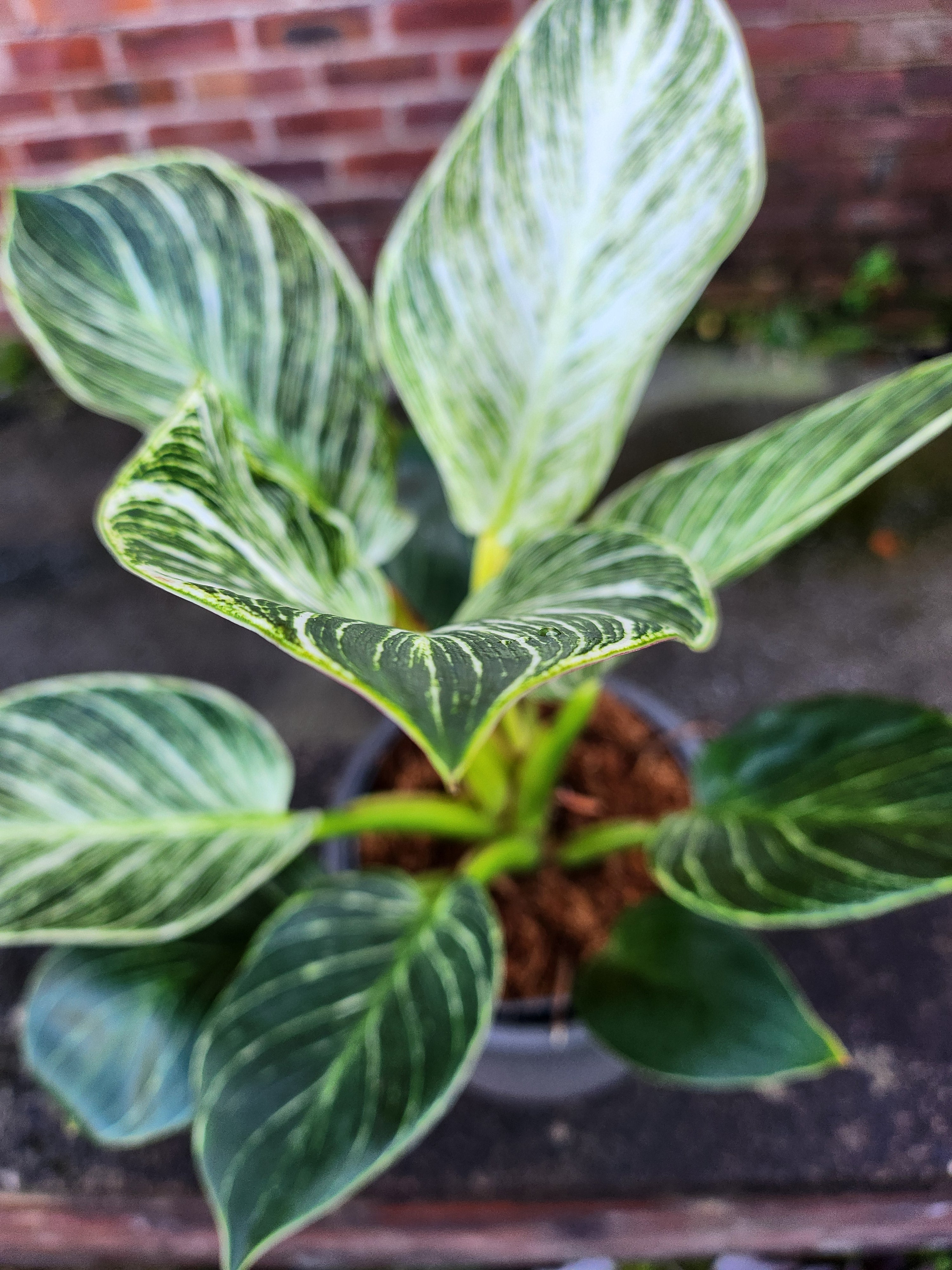 Philodendron White Wave