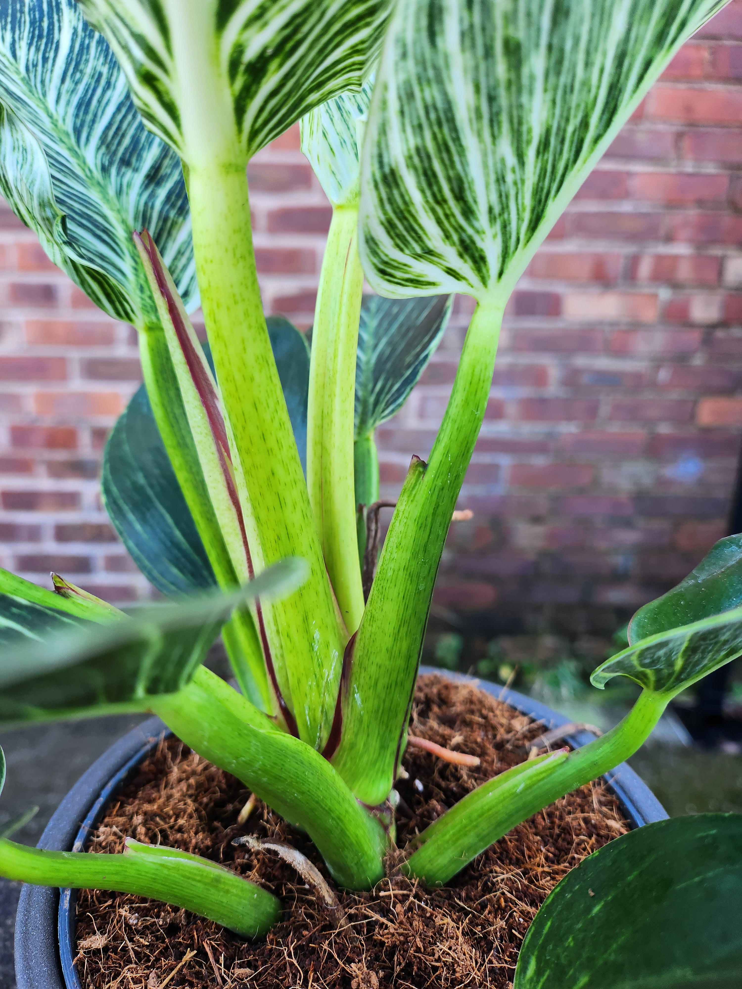 Philodendron White Wave