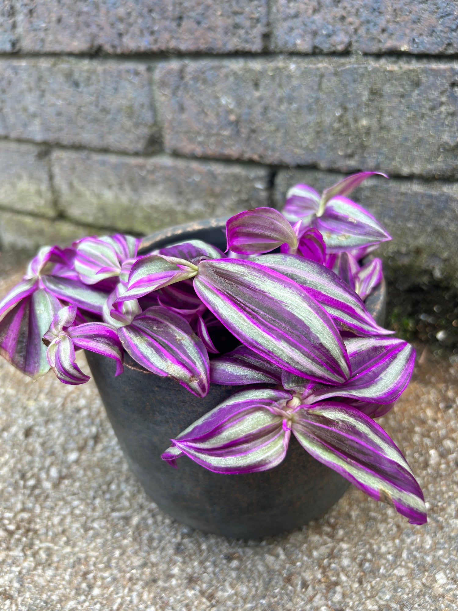 Tradescantia ‘Pink Paradise’
