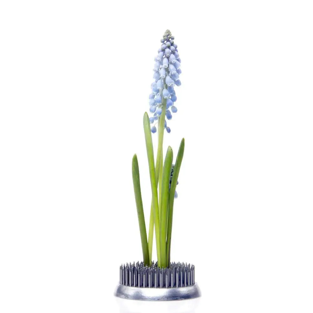 Floral Frogs / Kenzans