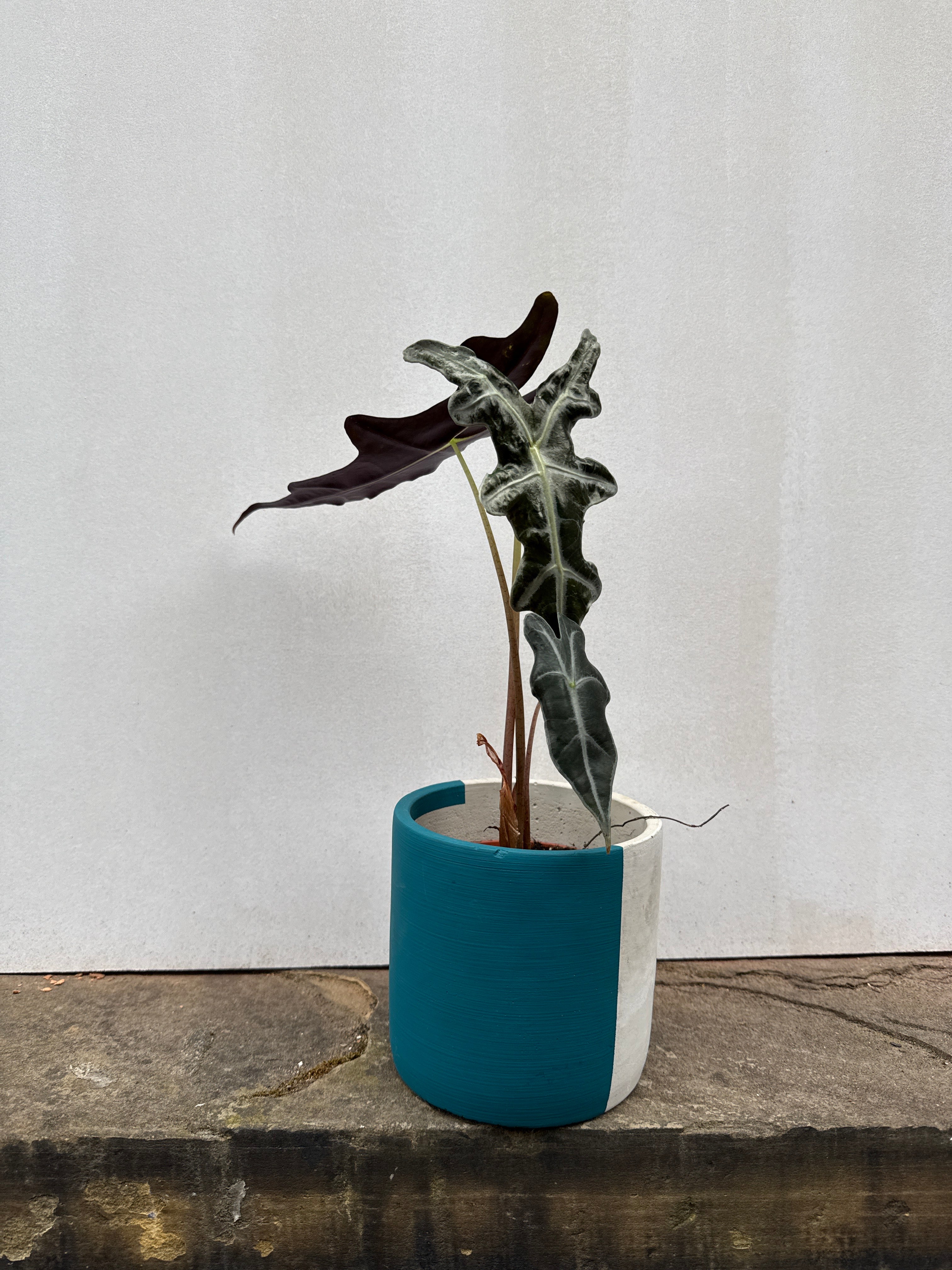 Alocasia Nobilis