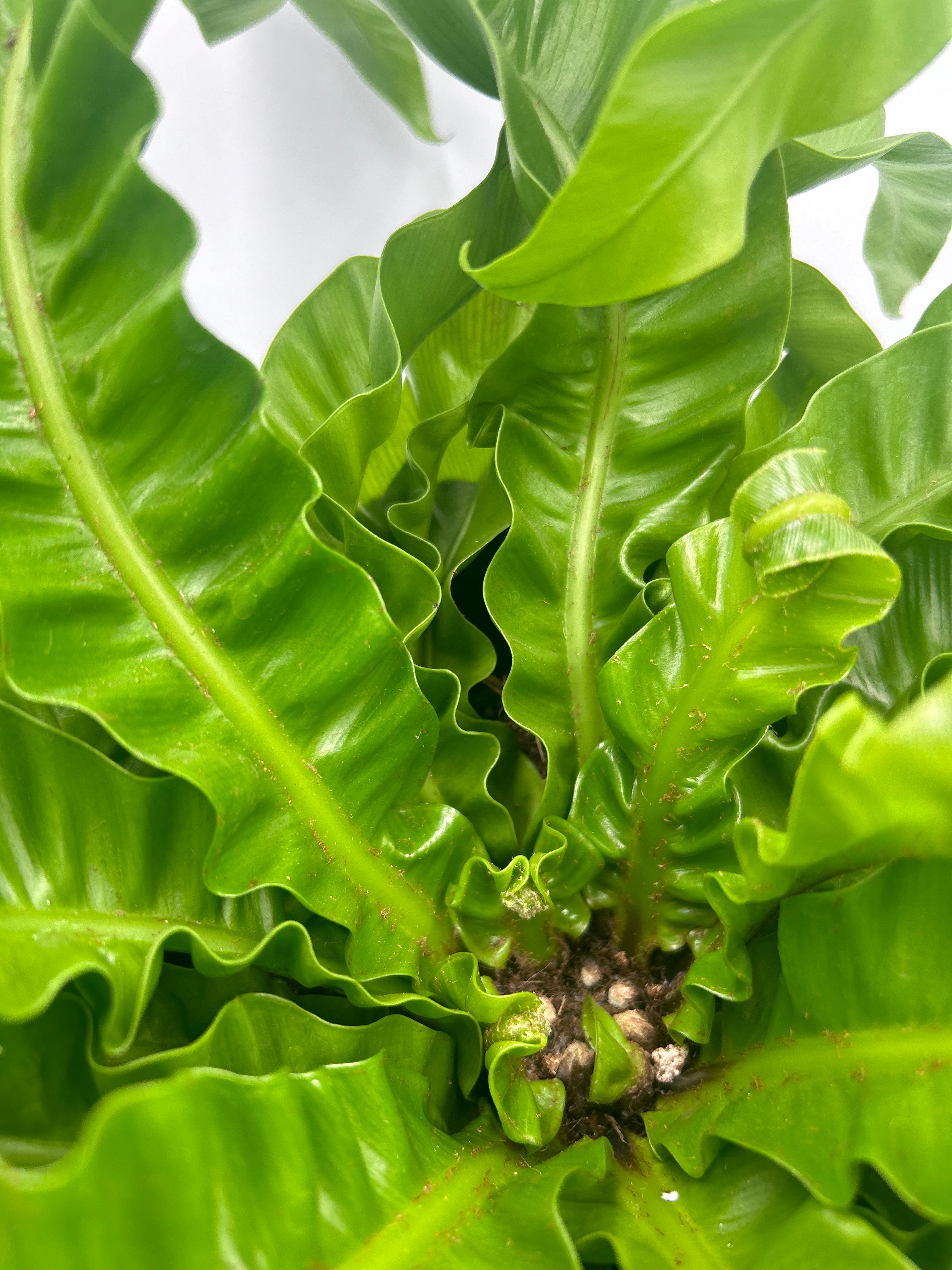 Asplenium Hurricane