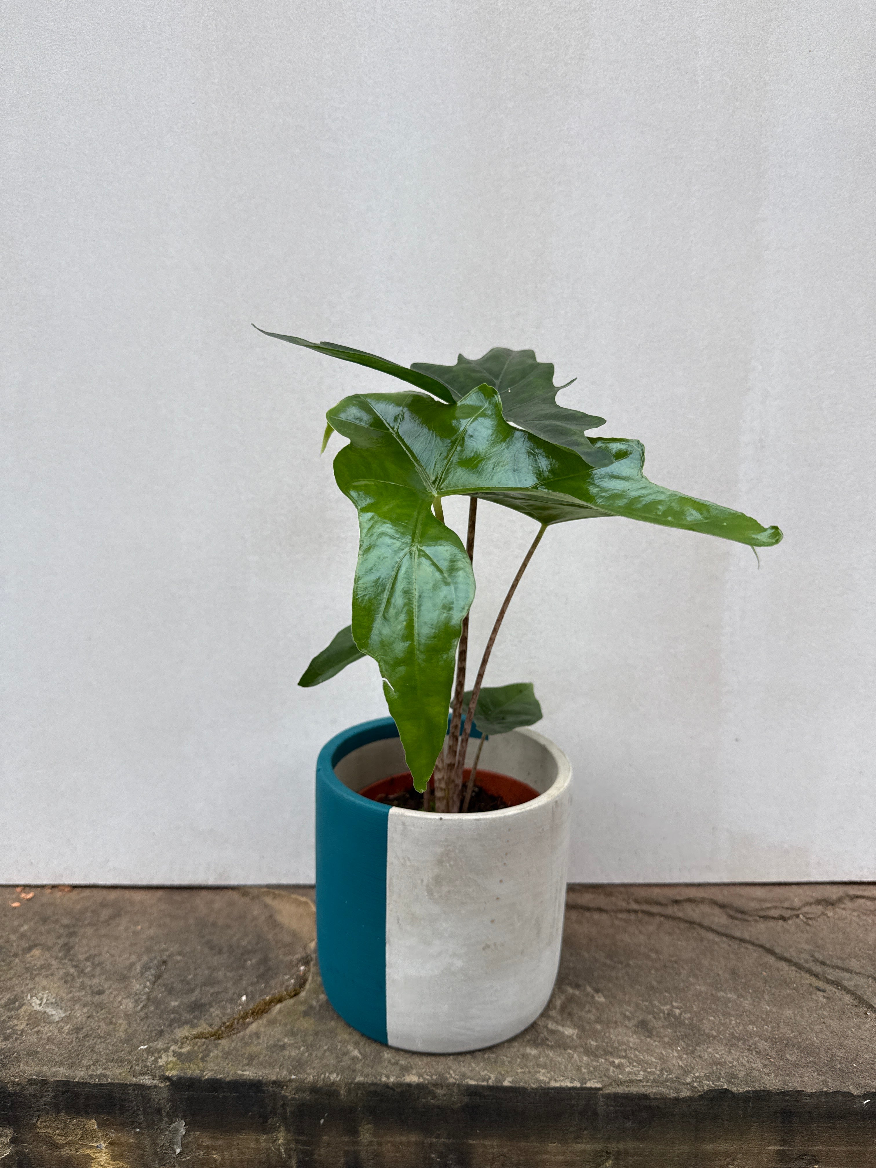Alocasia Batwing