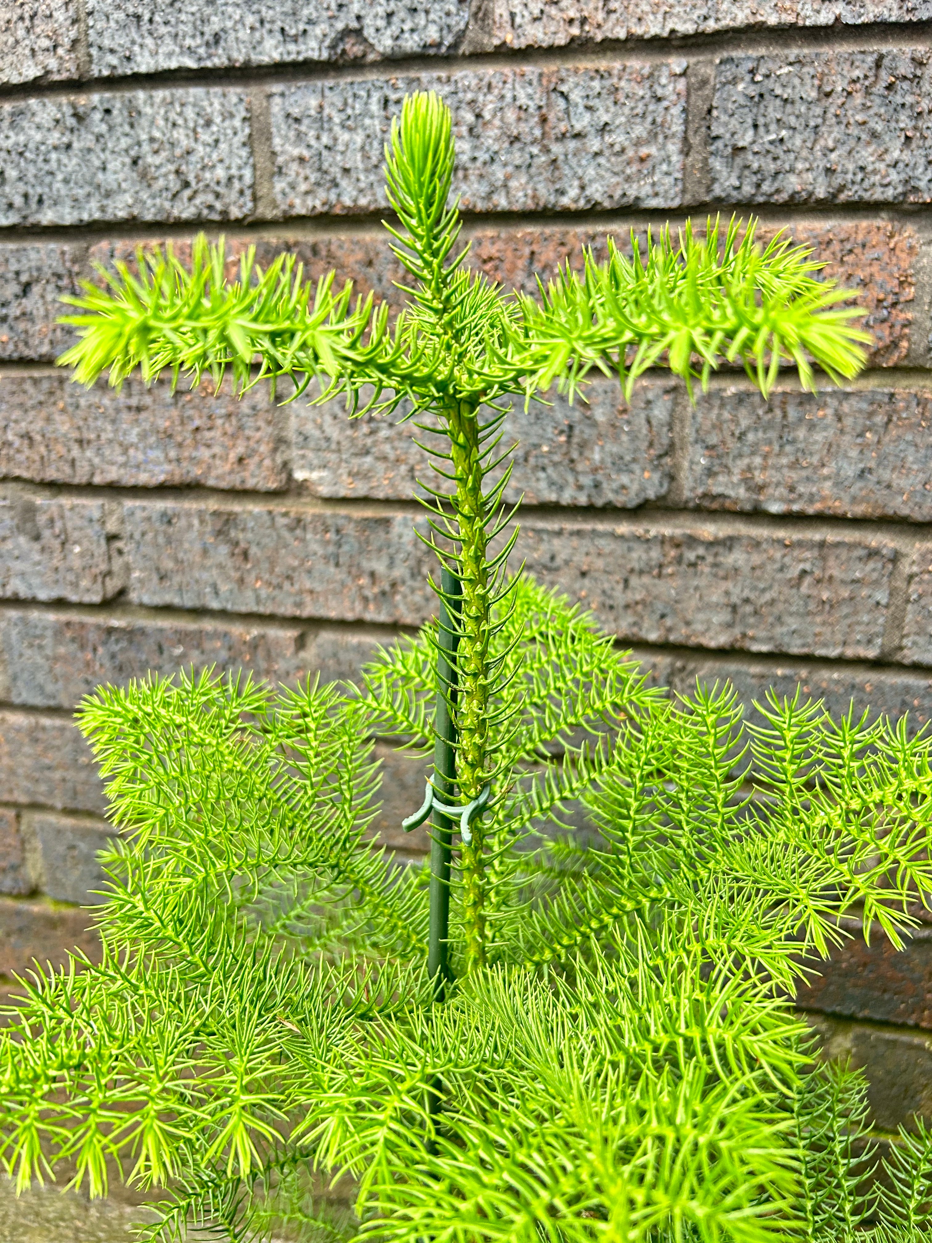 Araucaria heterophylla - Norfolk Pine