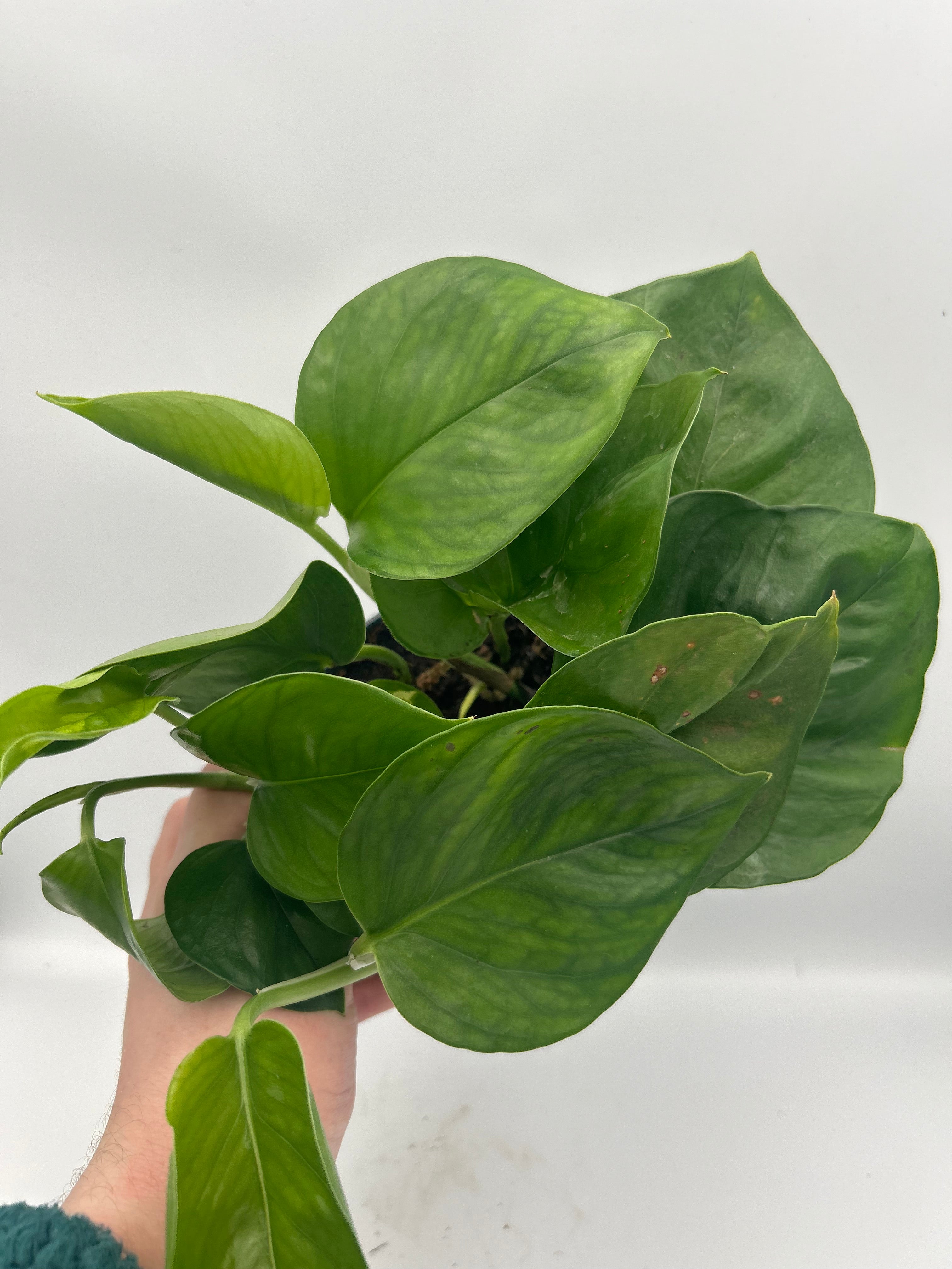 Epipremnum Global Green