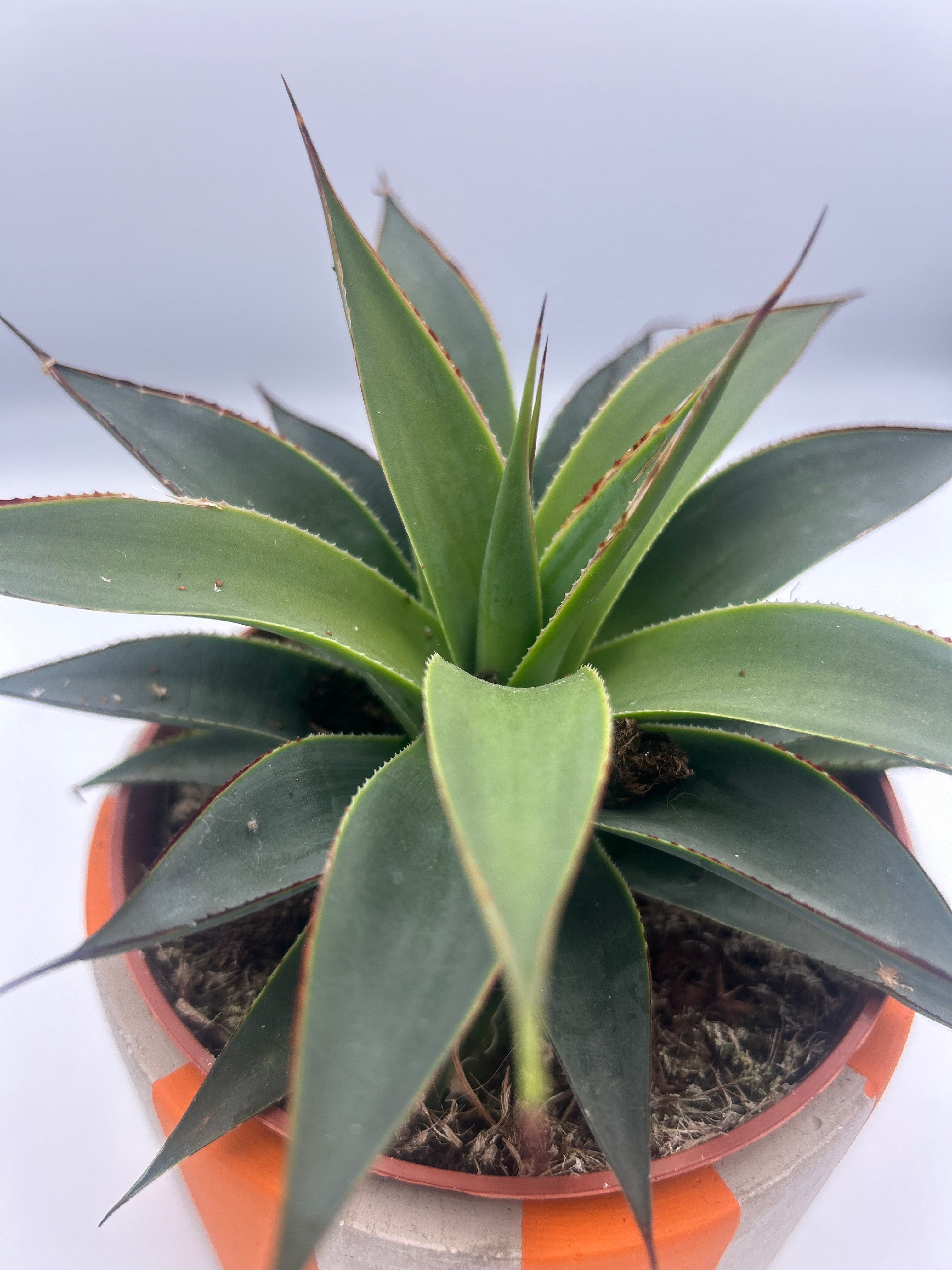Agave Shaka