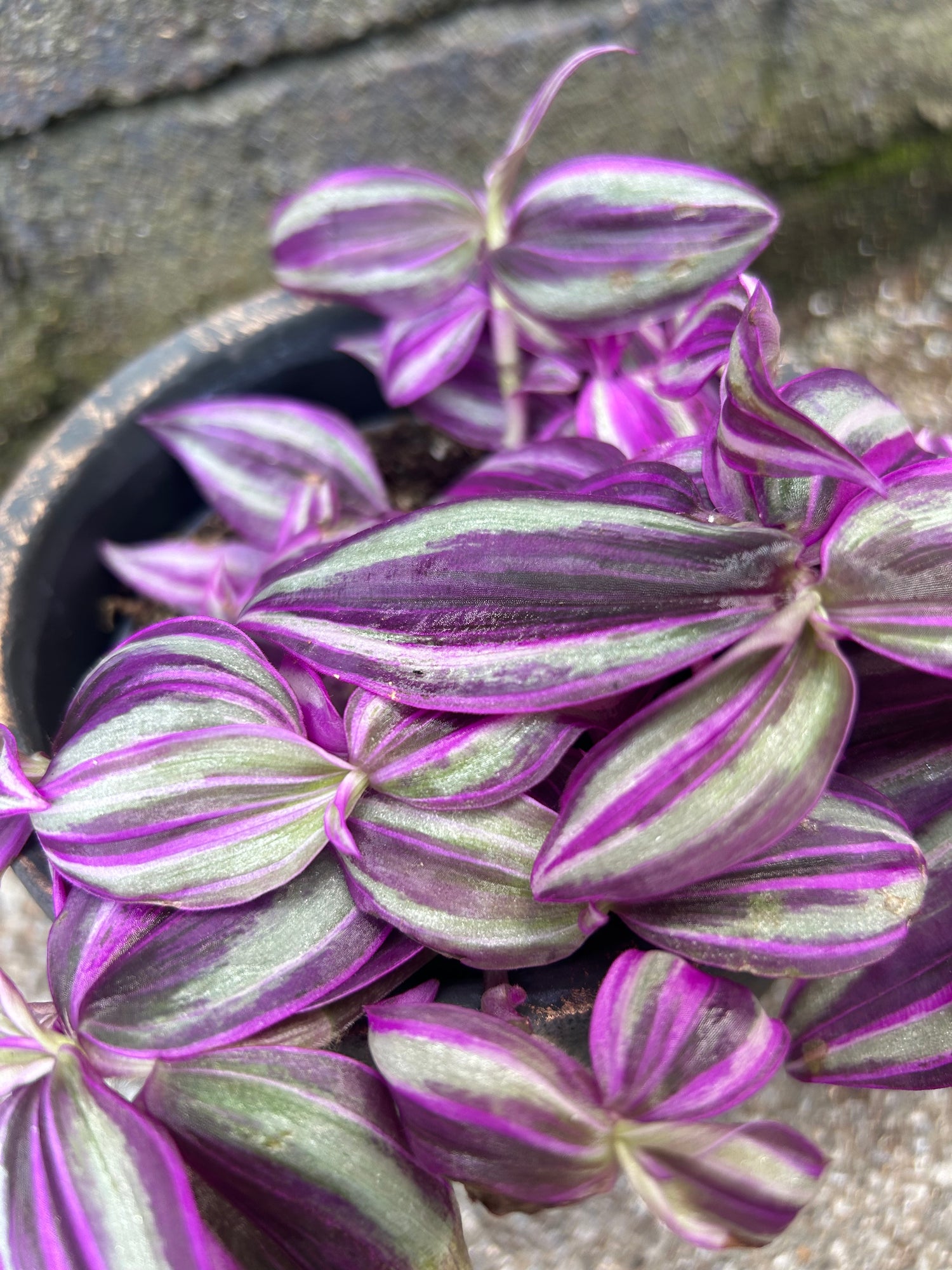 Tradescantia ‘Pink Paradise’