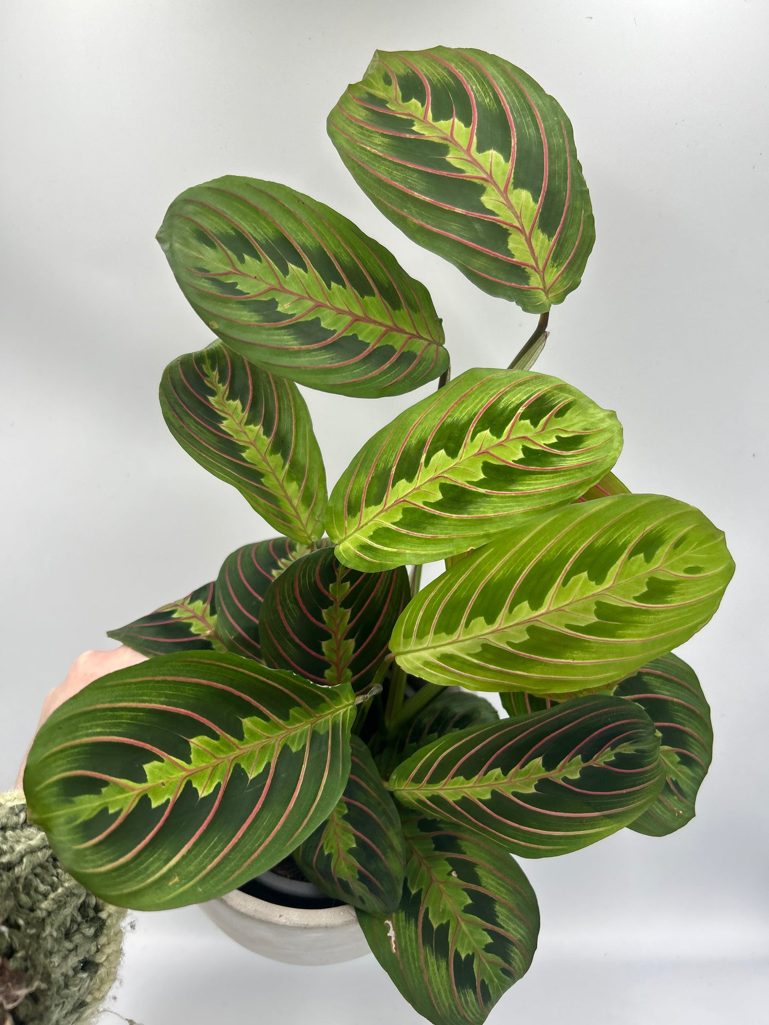 Maranta leuconeura red stripe