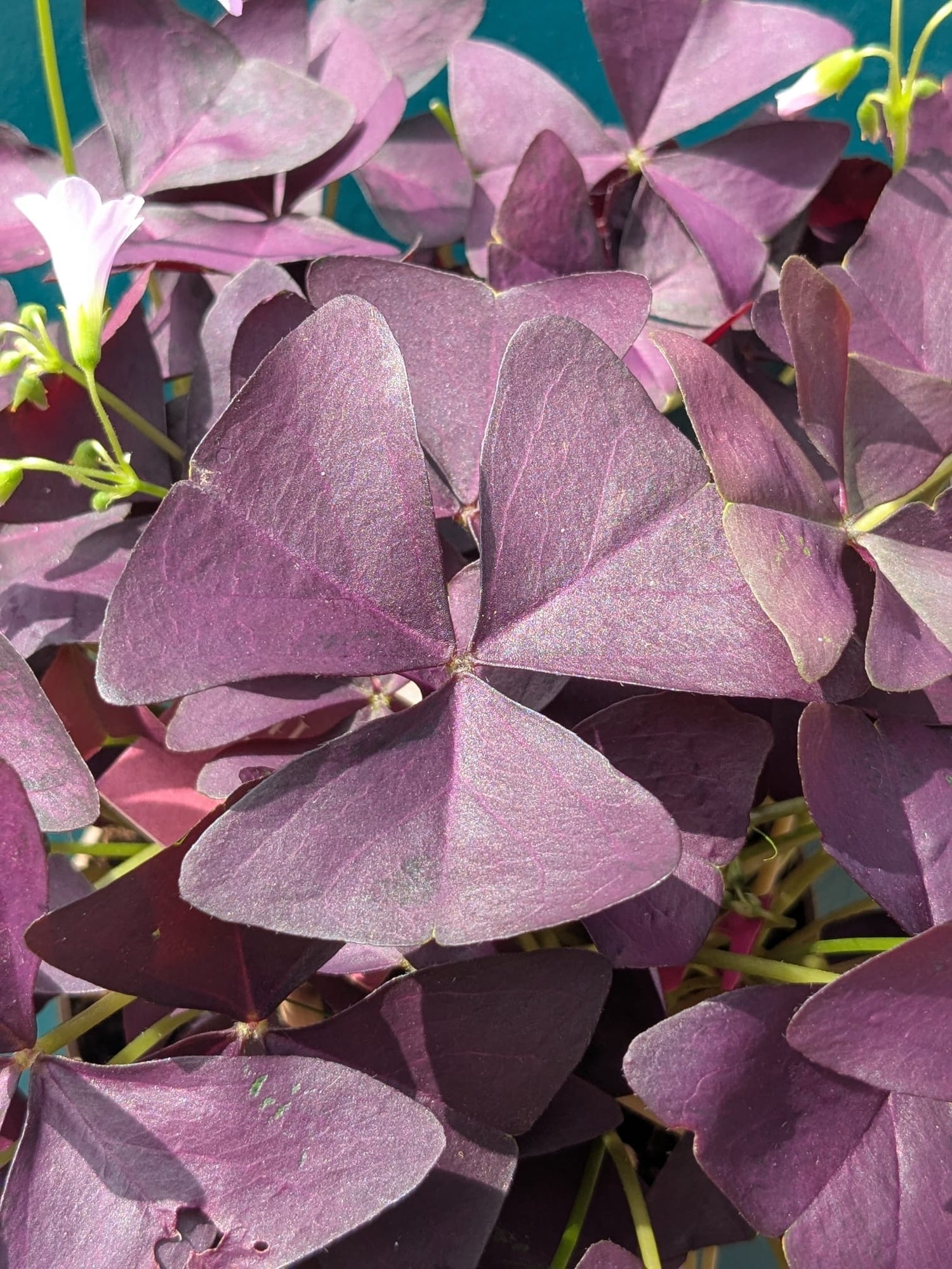 Oxalis Triangularis Mijke