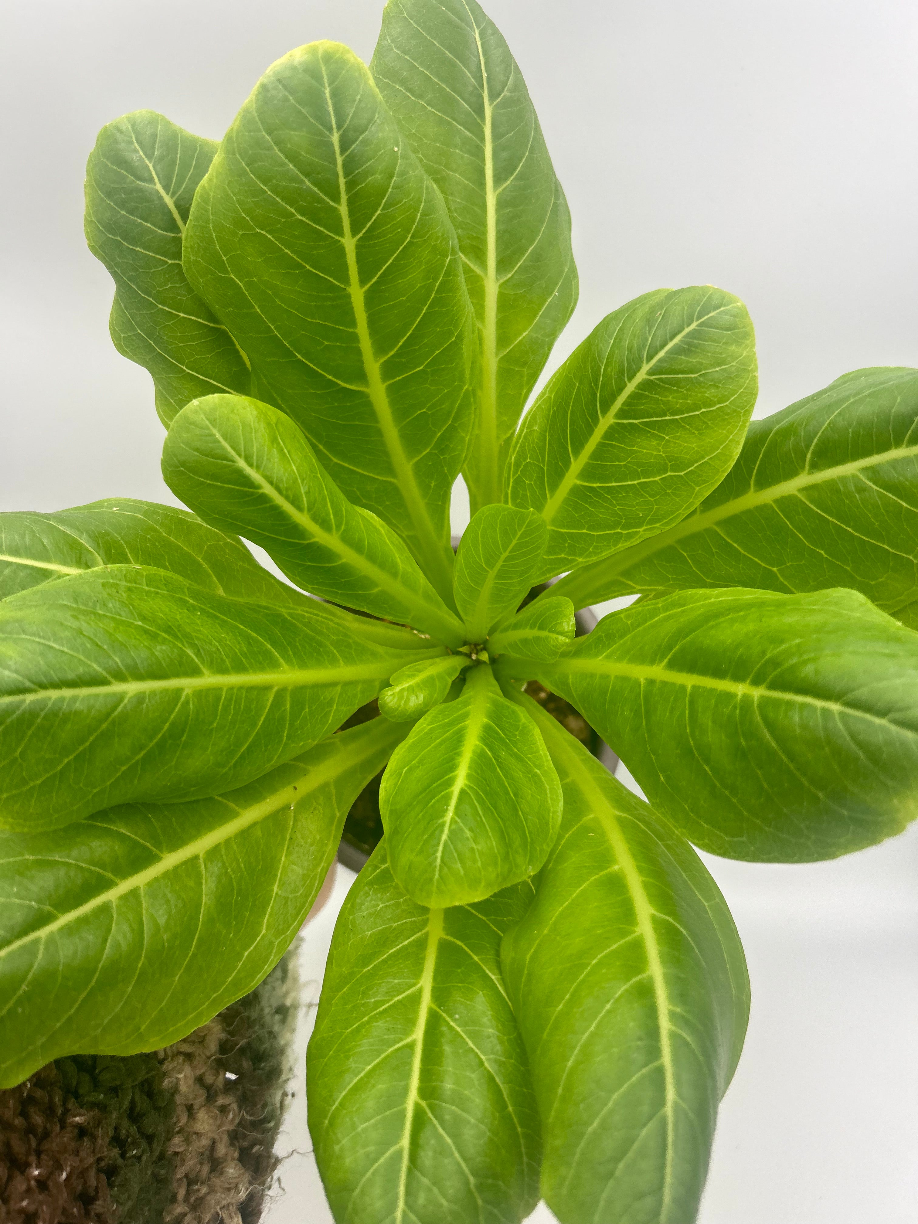 Brighamia Insignis Hawaiian Palm