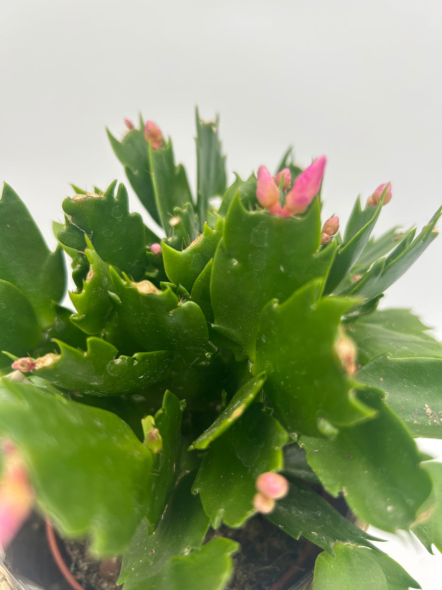 Christmas Cactus