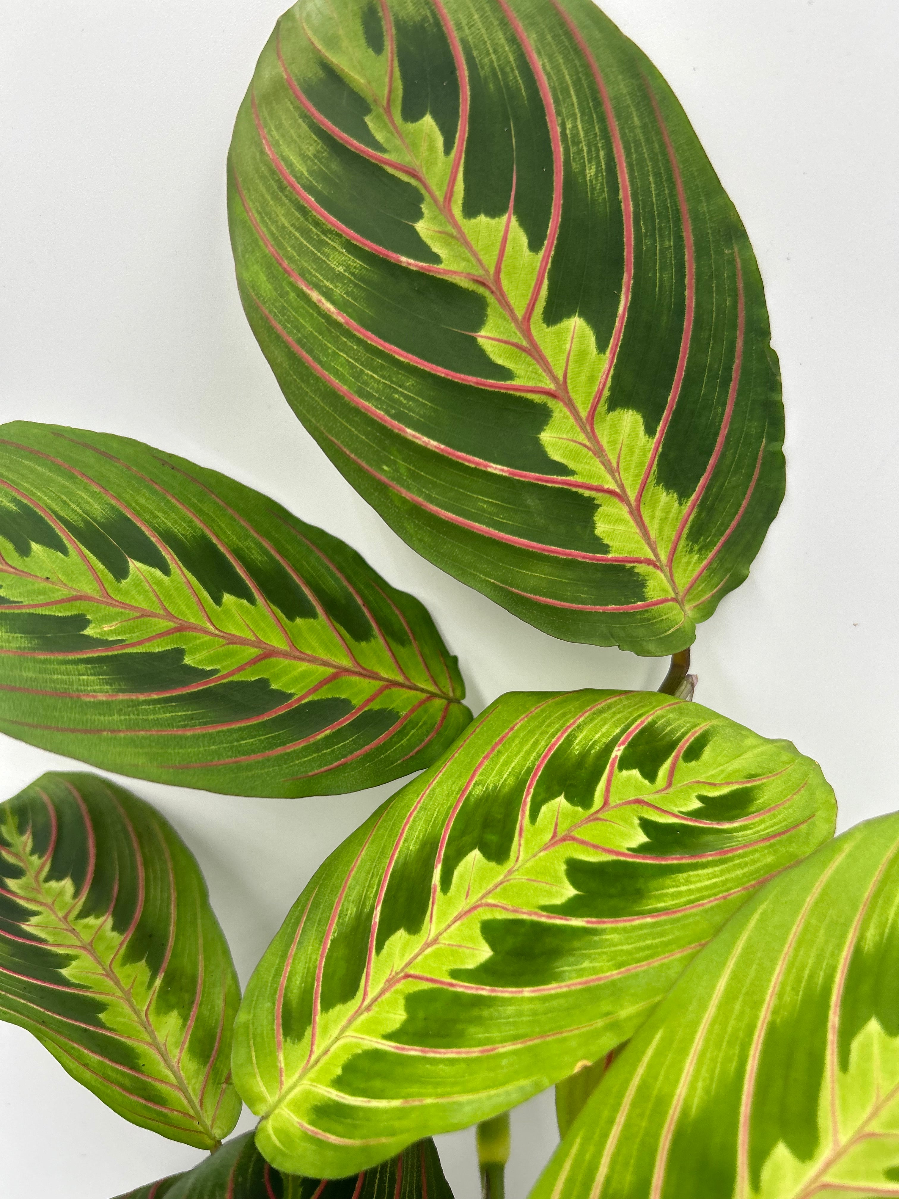 Maranta leuconeura red stripe