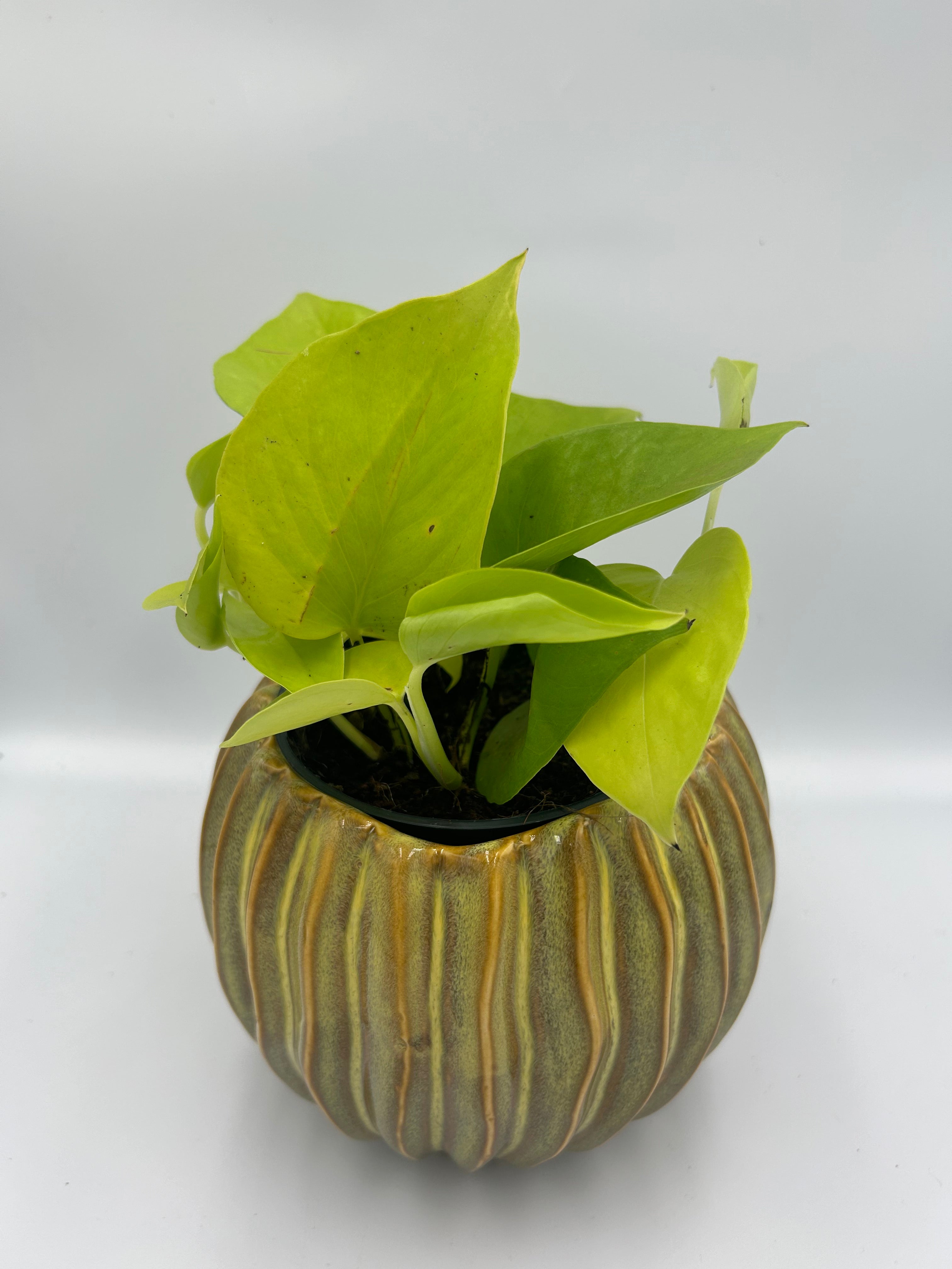 Epipremnum Golden Pothos