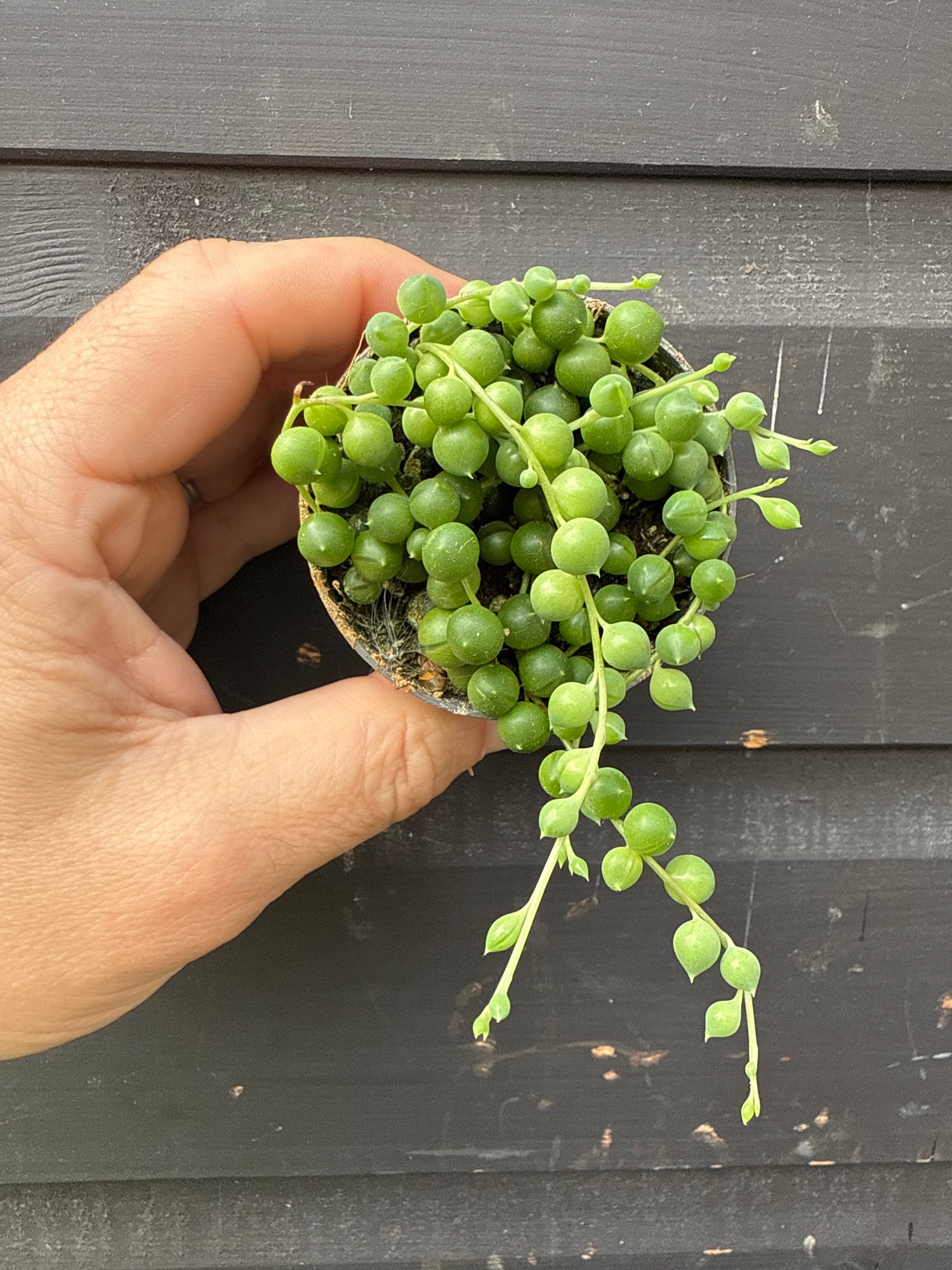 Senecio Rowleyanus (String of Pearls)
