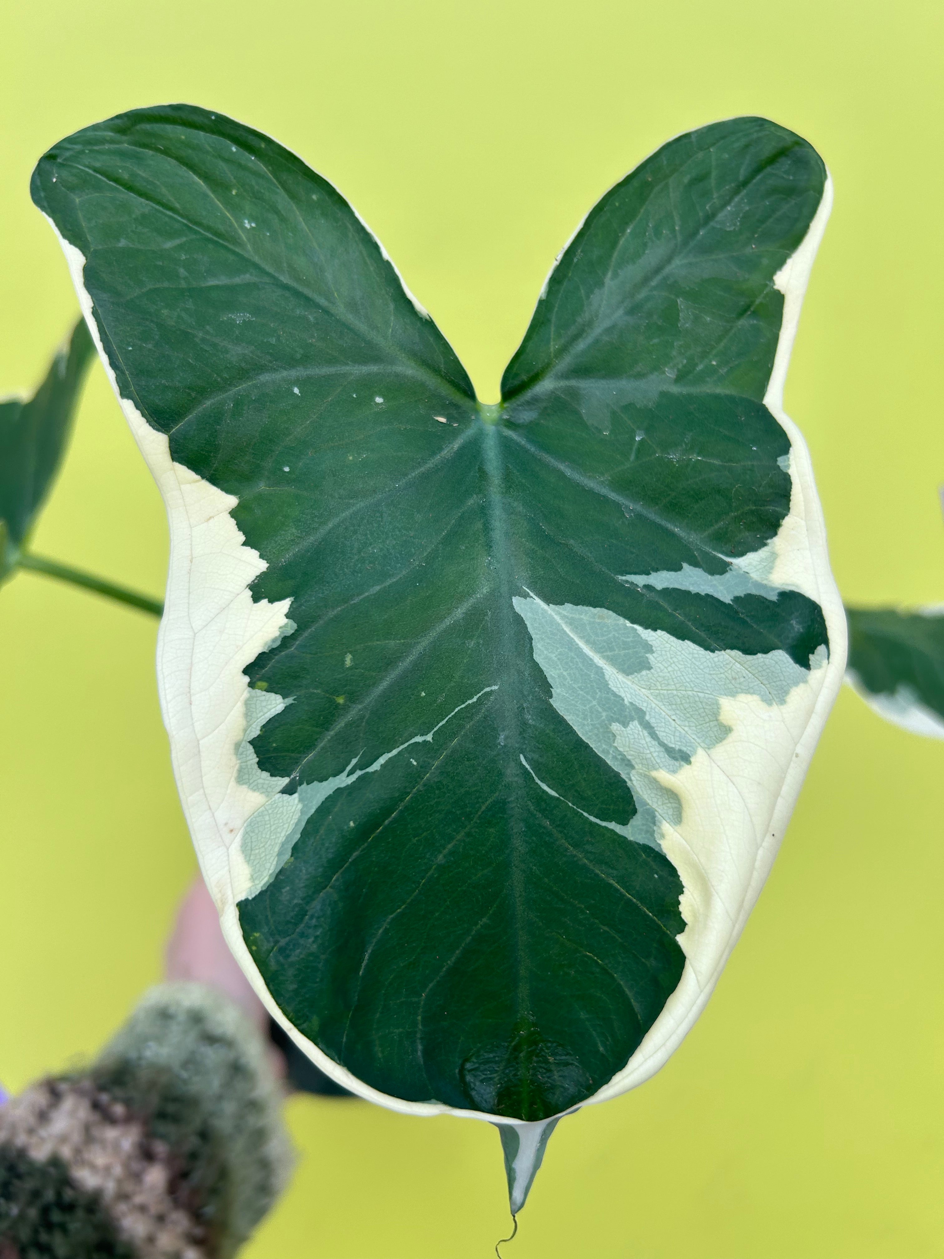 Alocasia Mickey Mouse