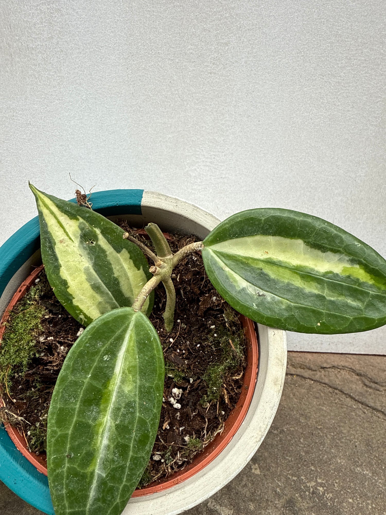 Hoya Latifolia (Pot of Gold)
