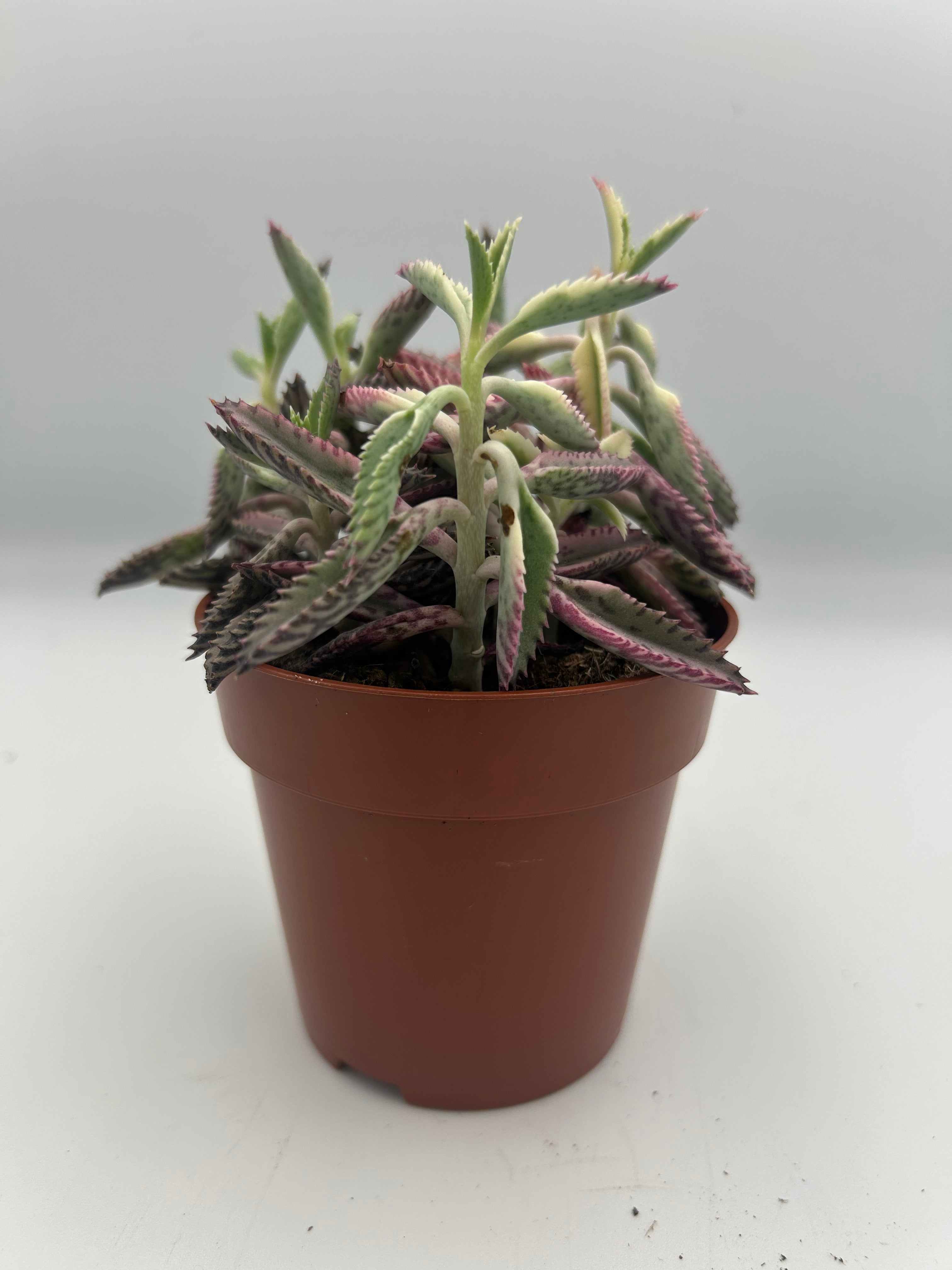 Kalanchoe Daigremontia Pink