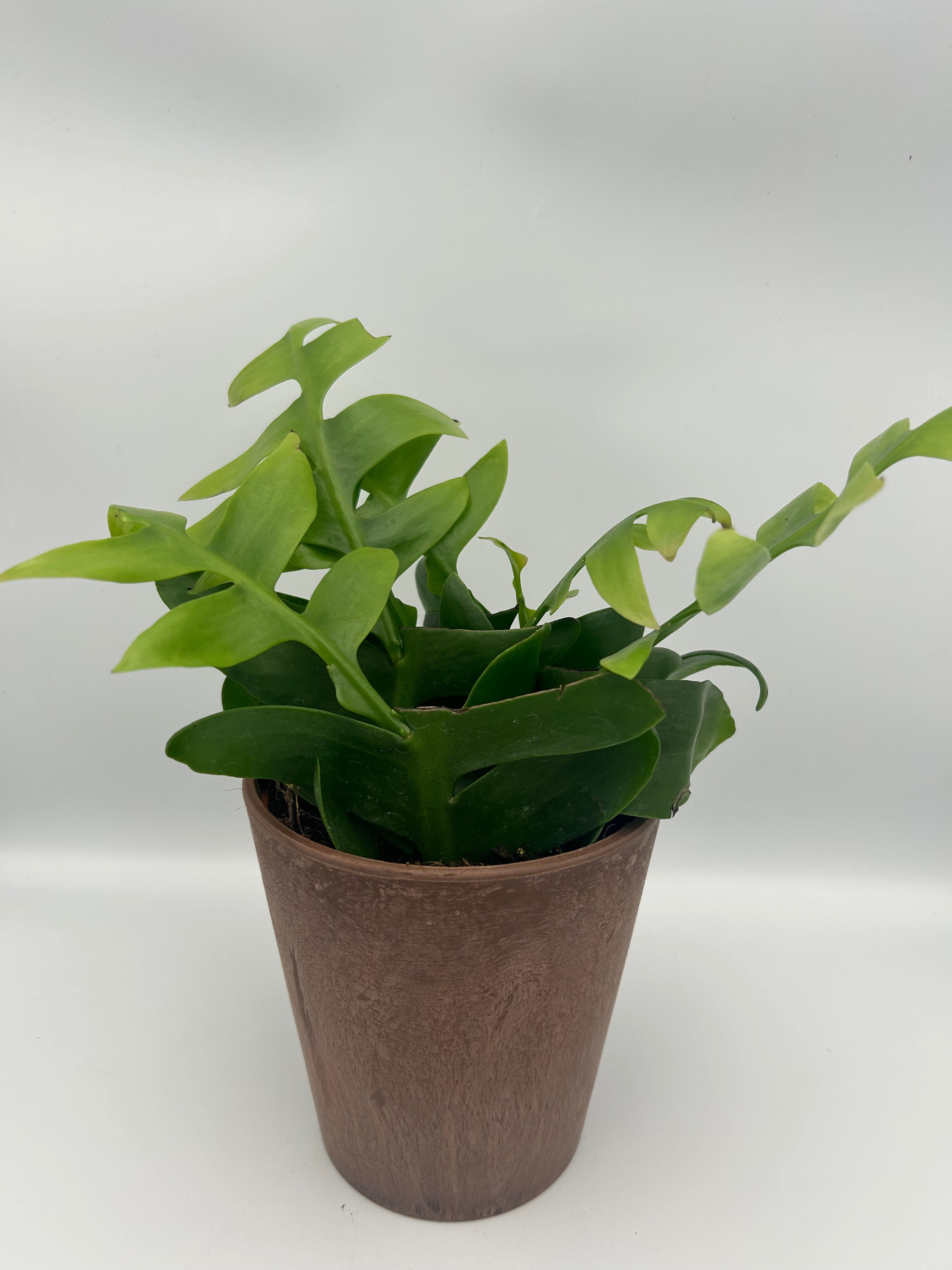 Epiphyllum Chrysocardium