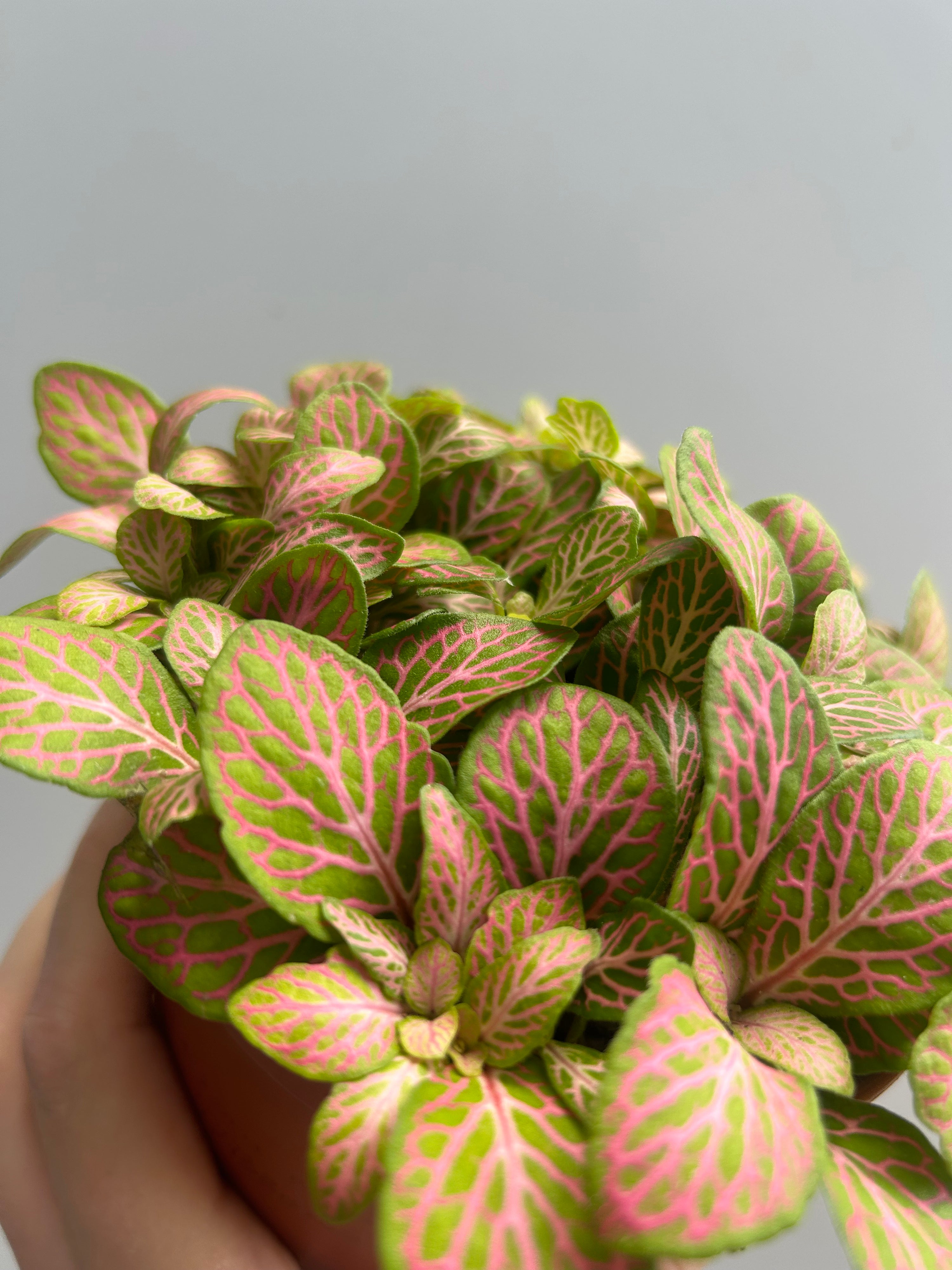 Fittonia Ruby Lime