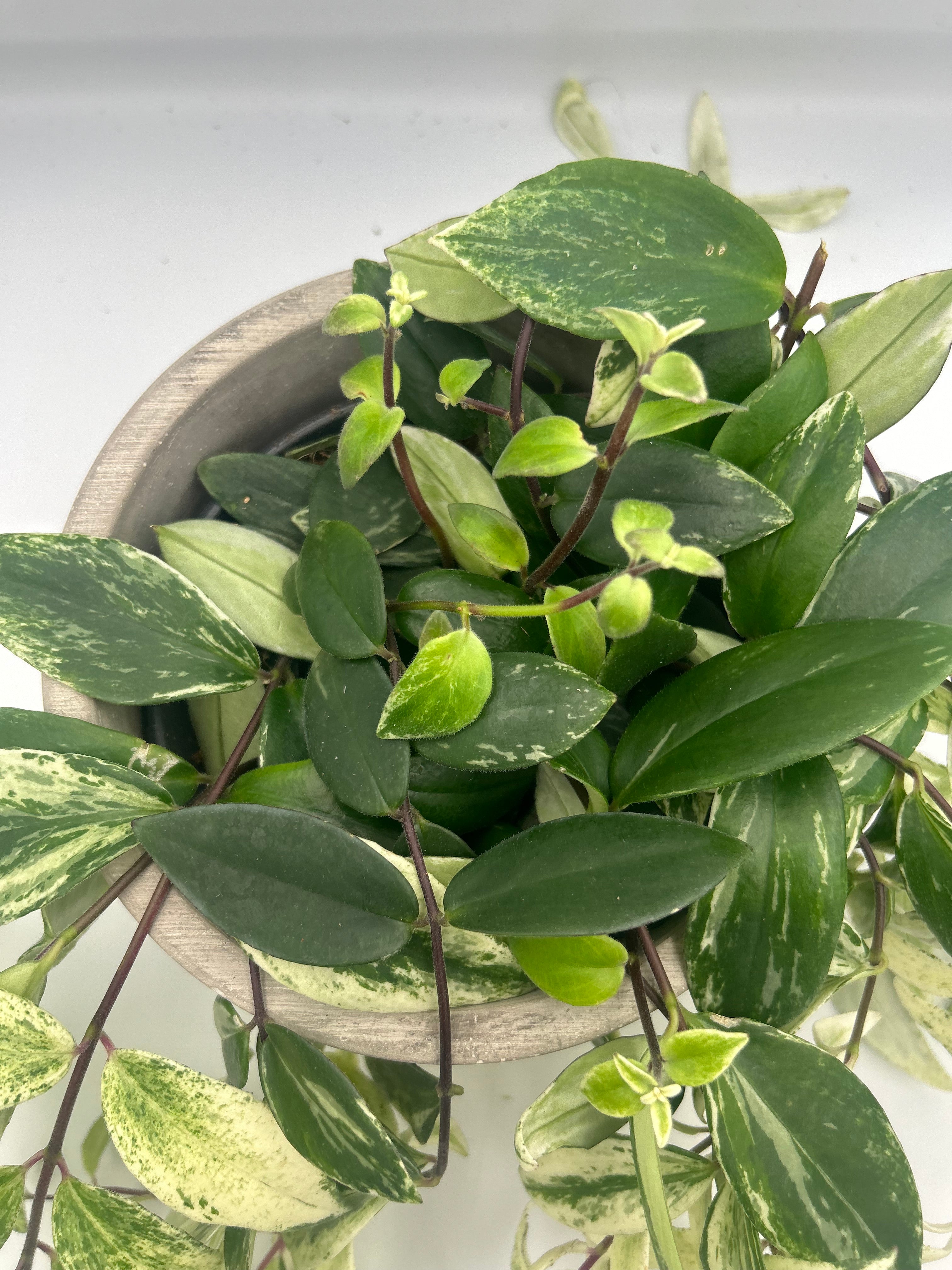 Aeschynanthus Lobbianus Variegatus