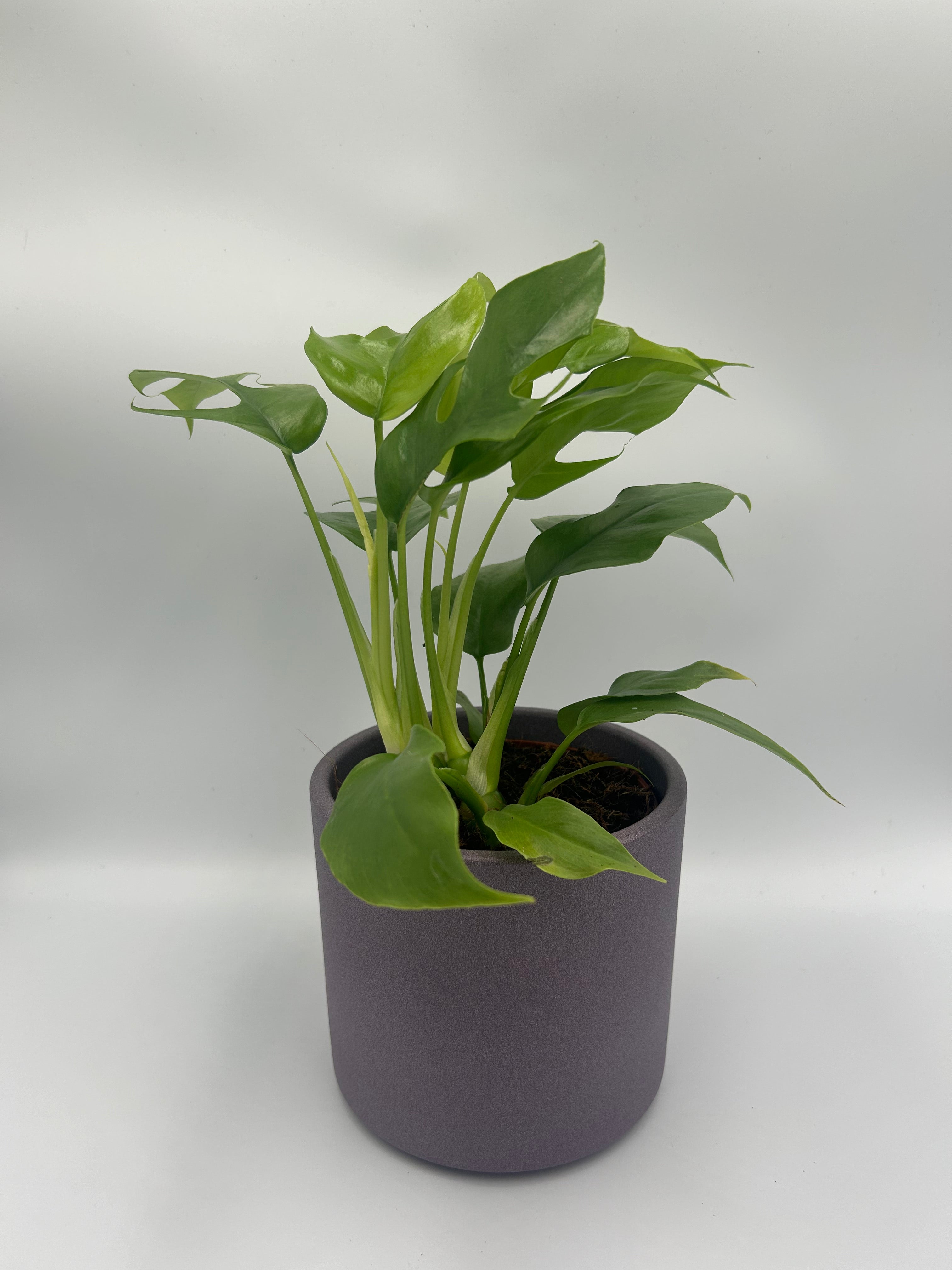 Monstera Minima