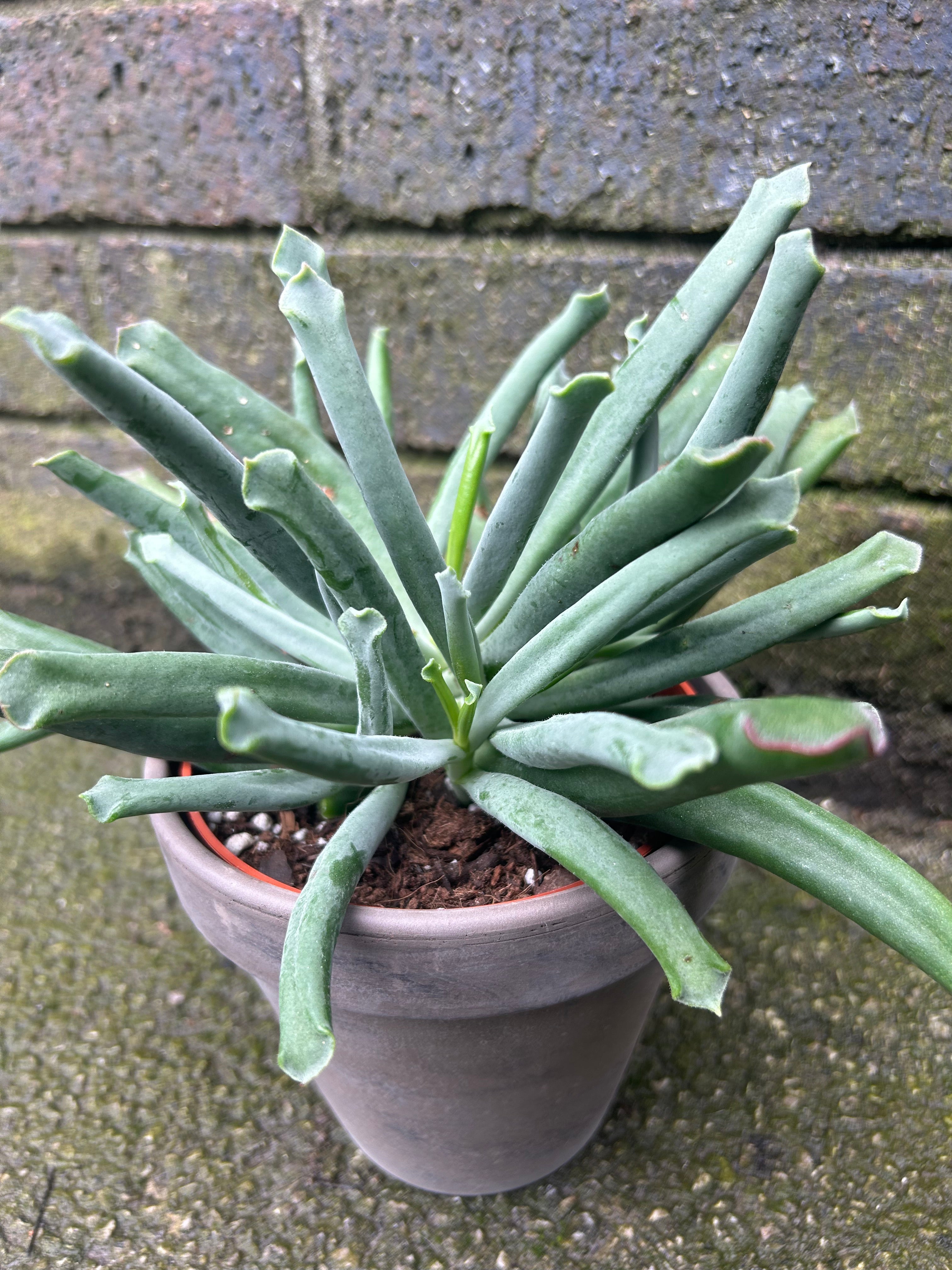 Cotyledon Elephants Trunk