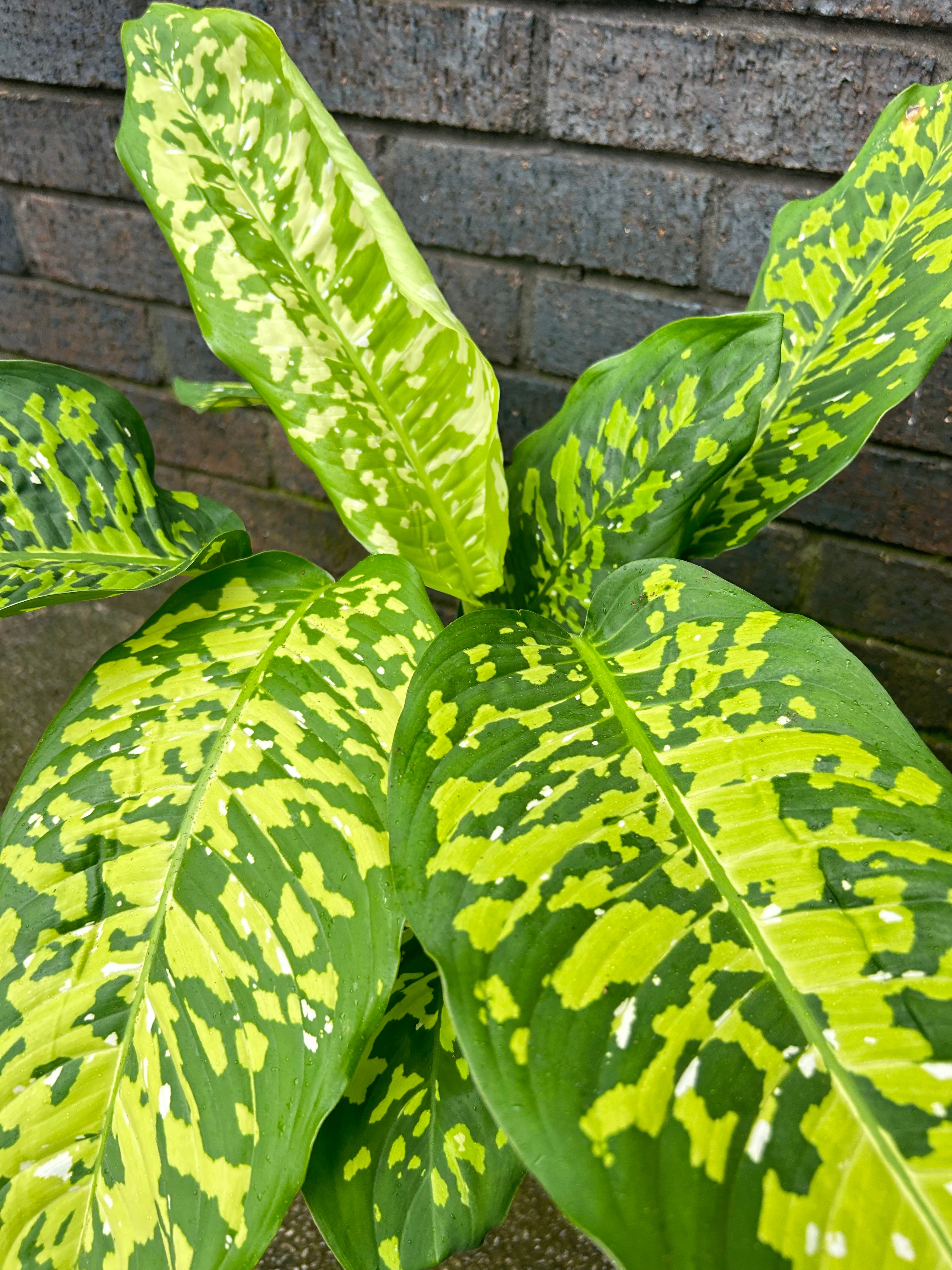 Dieffenbachia Cheetah