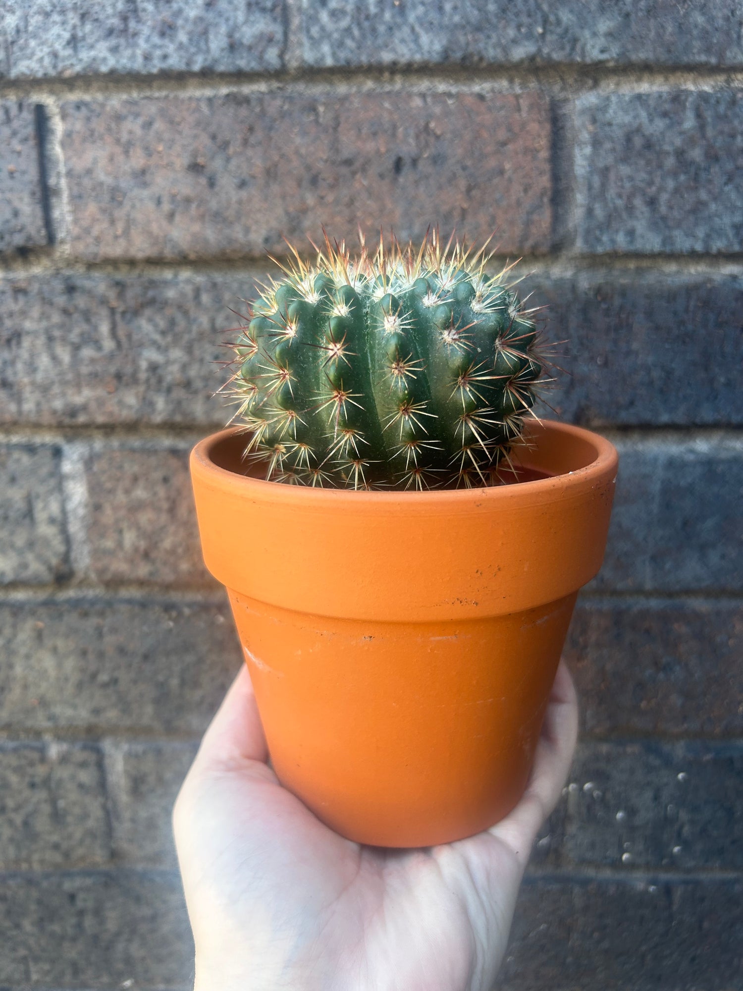 Mammillaria Lucky Dip