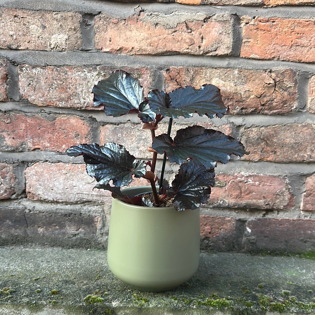 Begonia Arabian Sunset