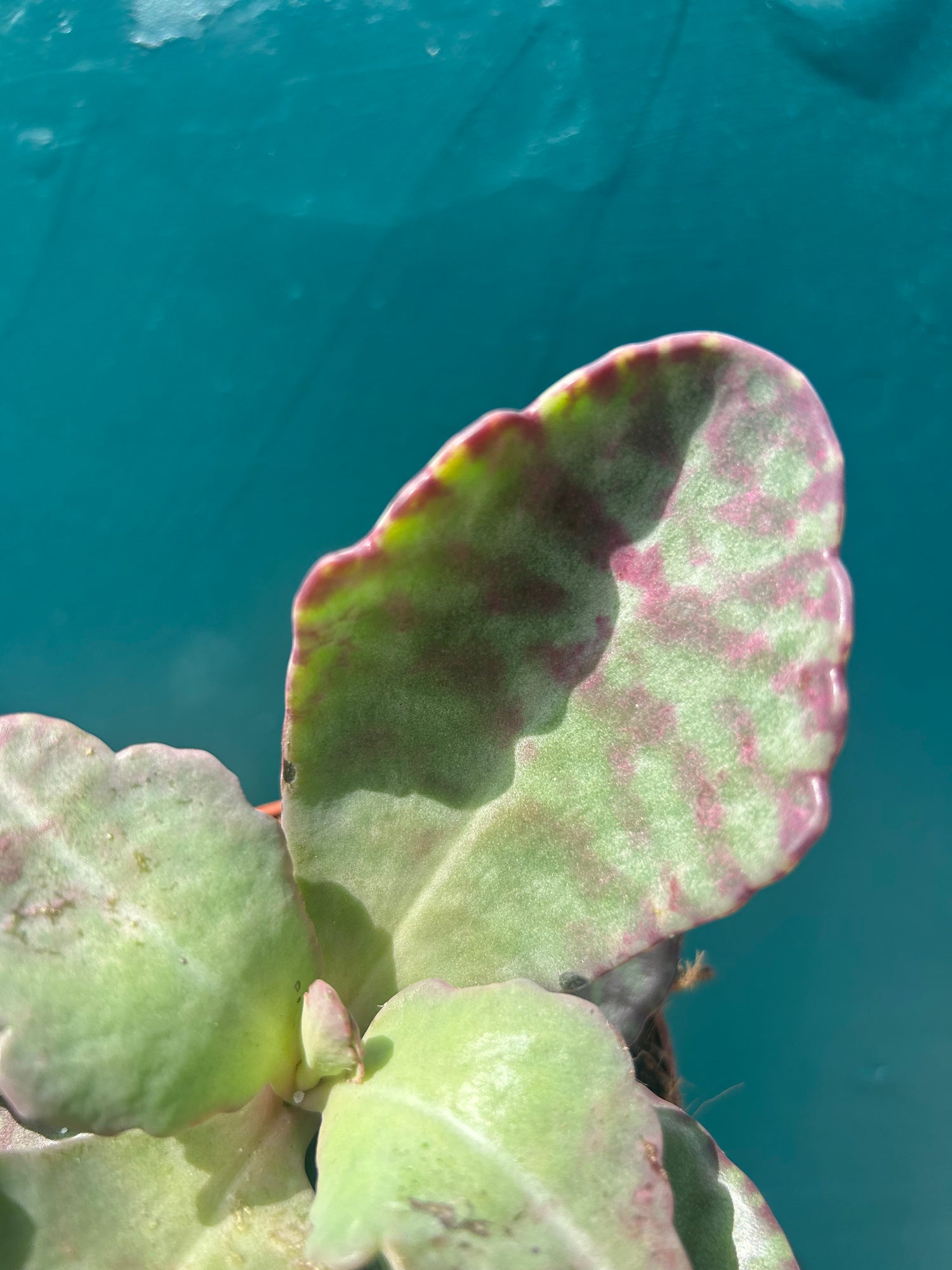 Kalanchoe Zebra