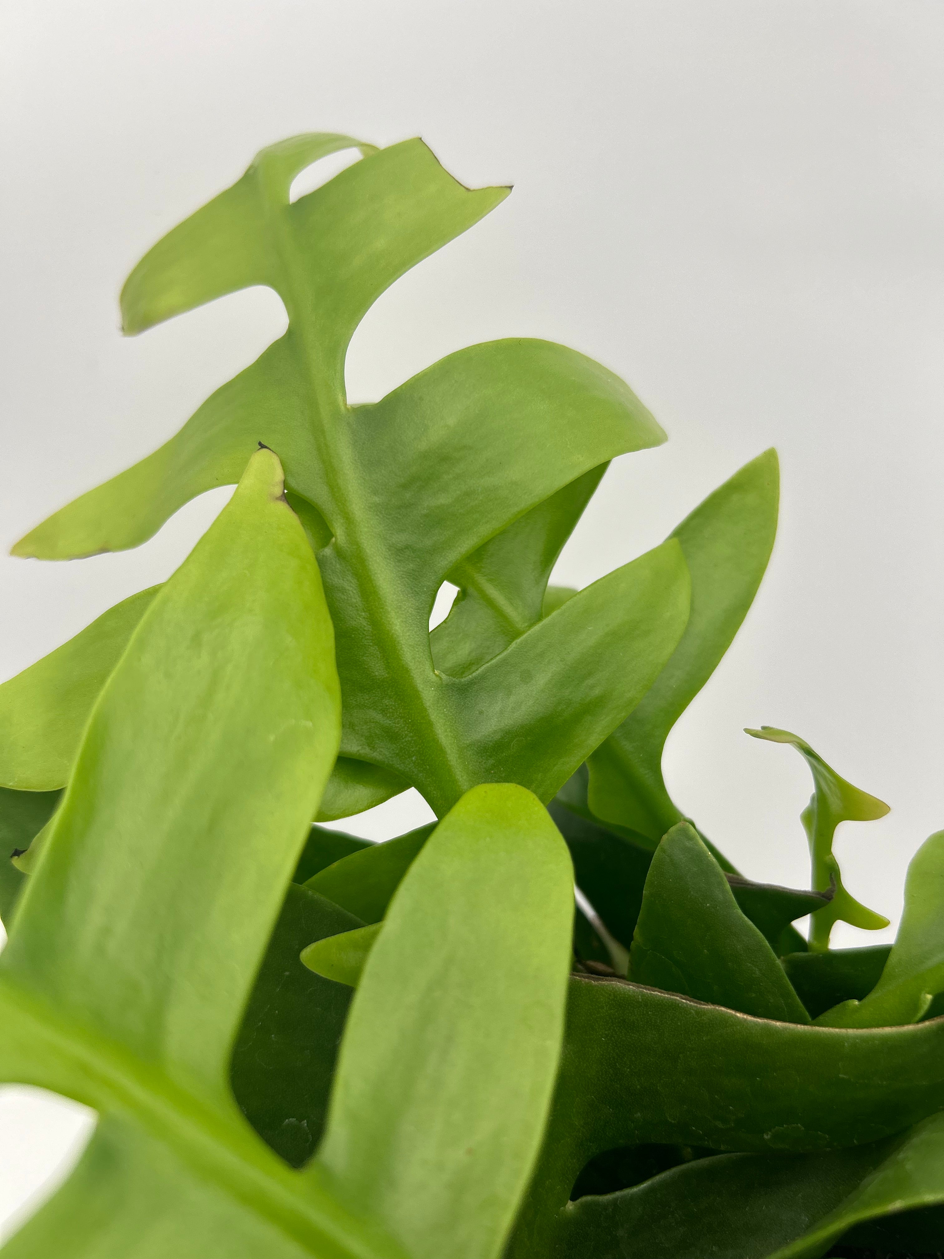 Epiphyllum Chrysocardium