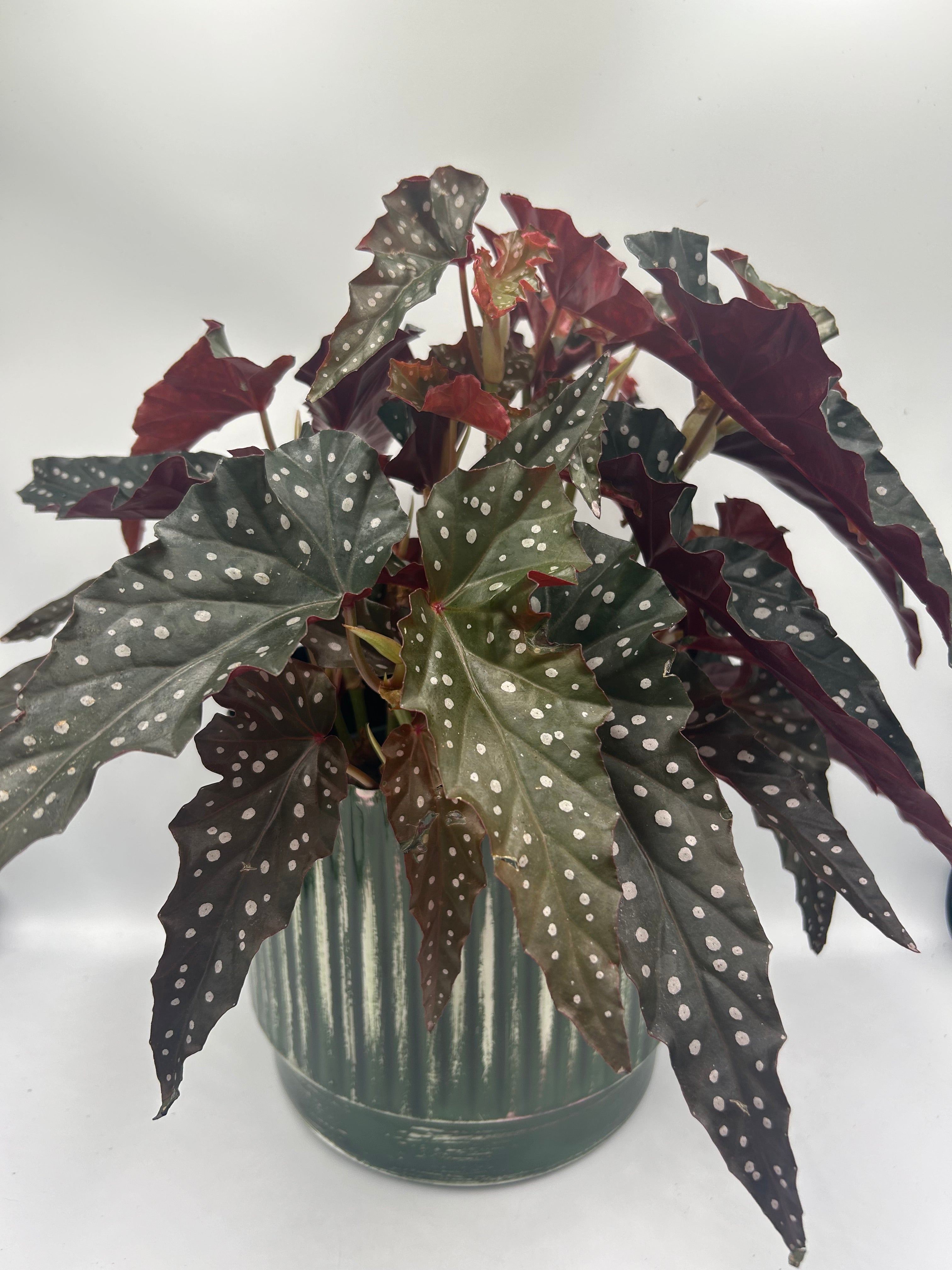Begonia Black Forest