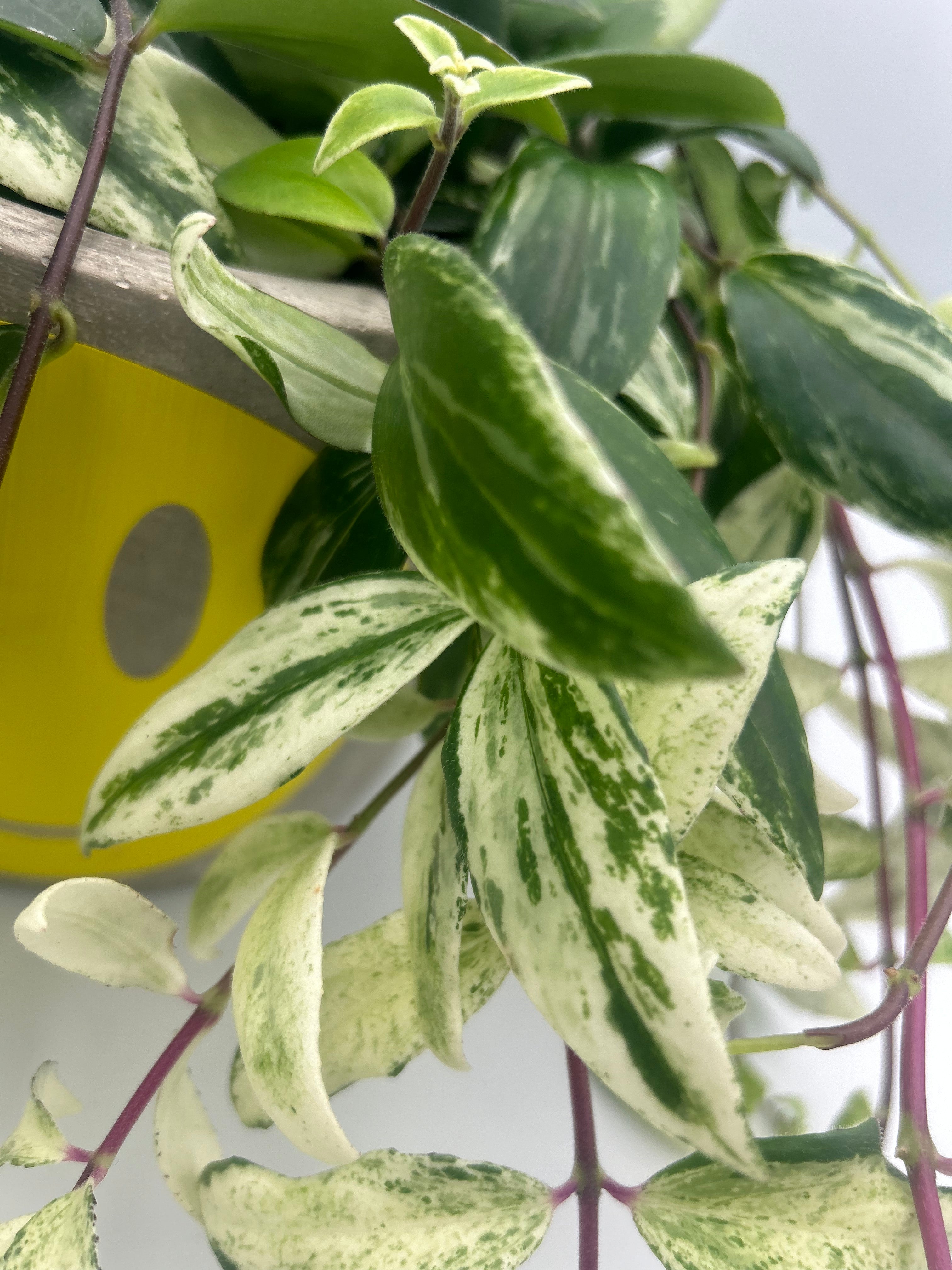 Aeschynanthus Lobbianus Variegatus