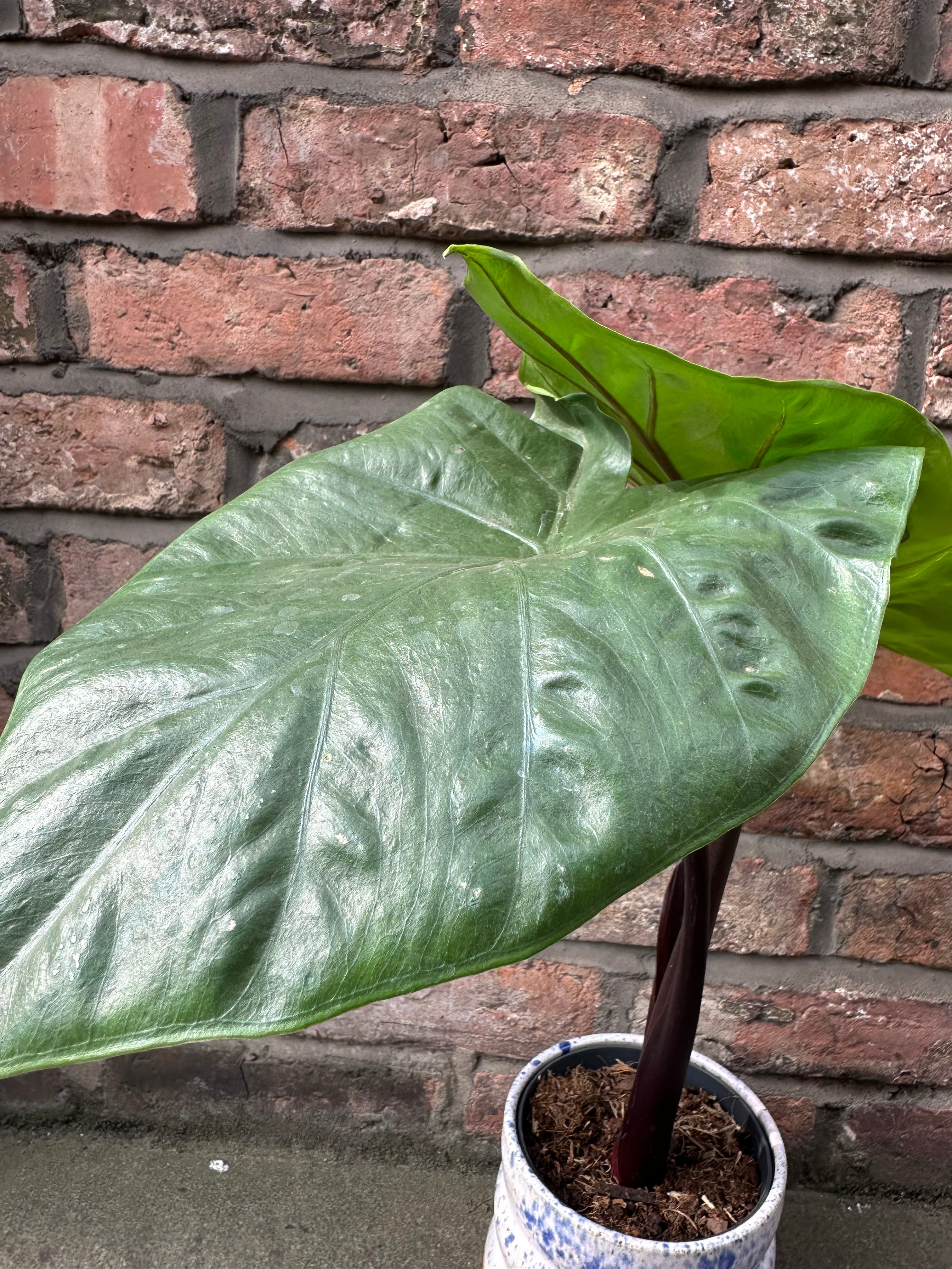 Alocasia Black Cobra