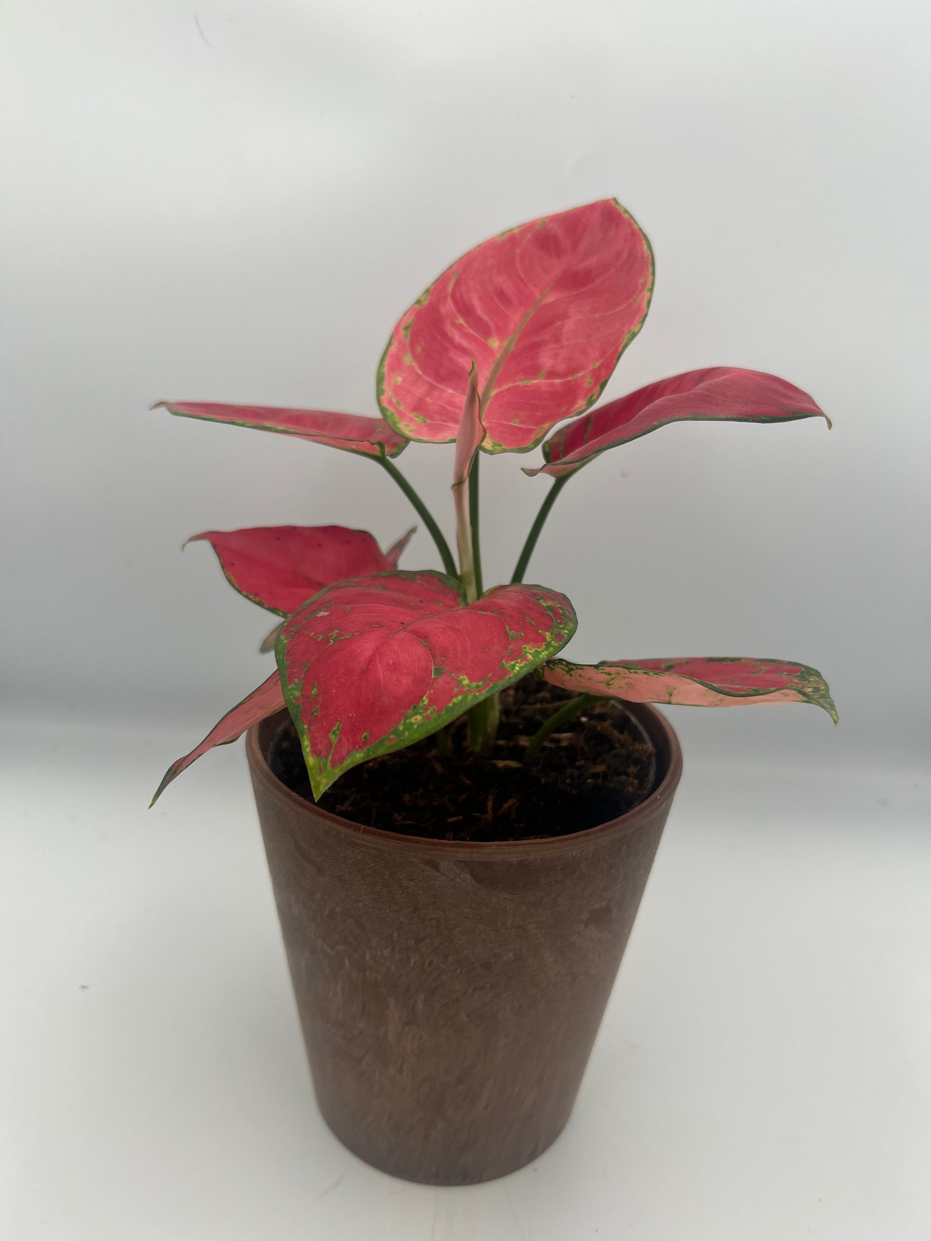 Aglaonema Red Joy