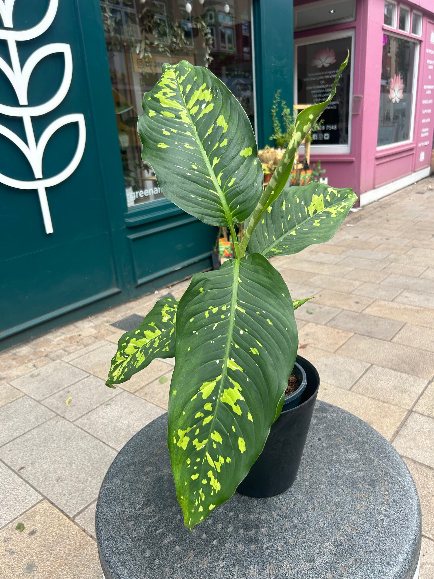 Dieffenbachia Spotty