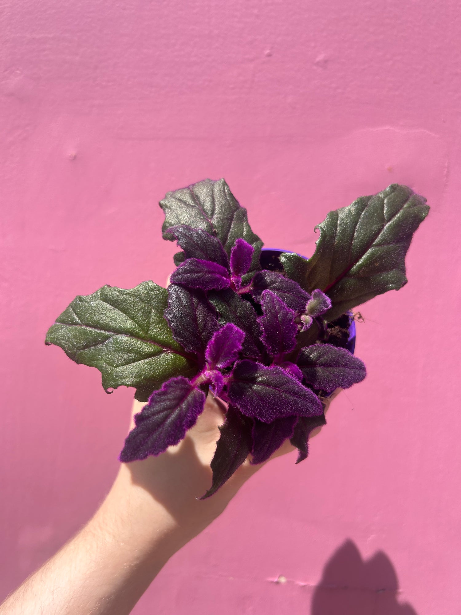 Gynura Purple Passion