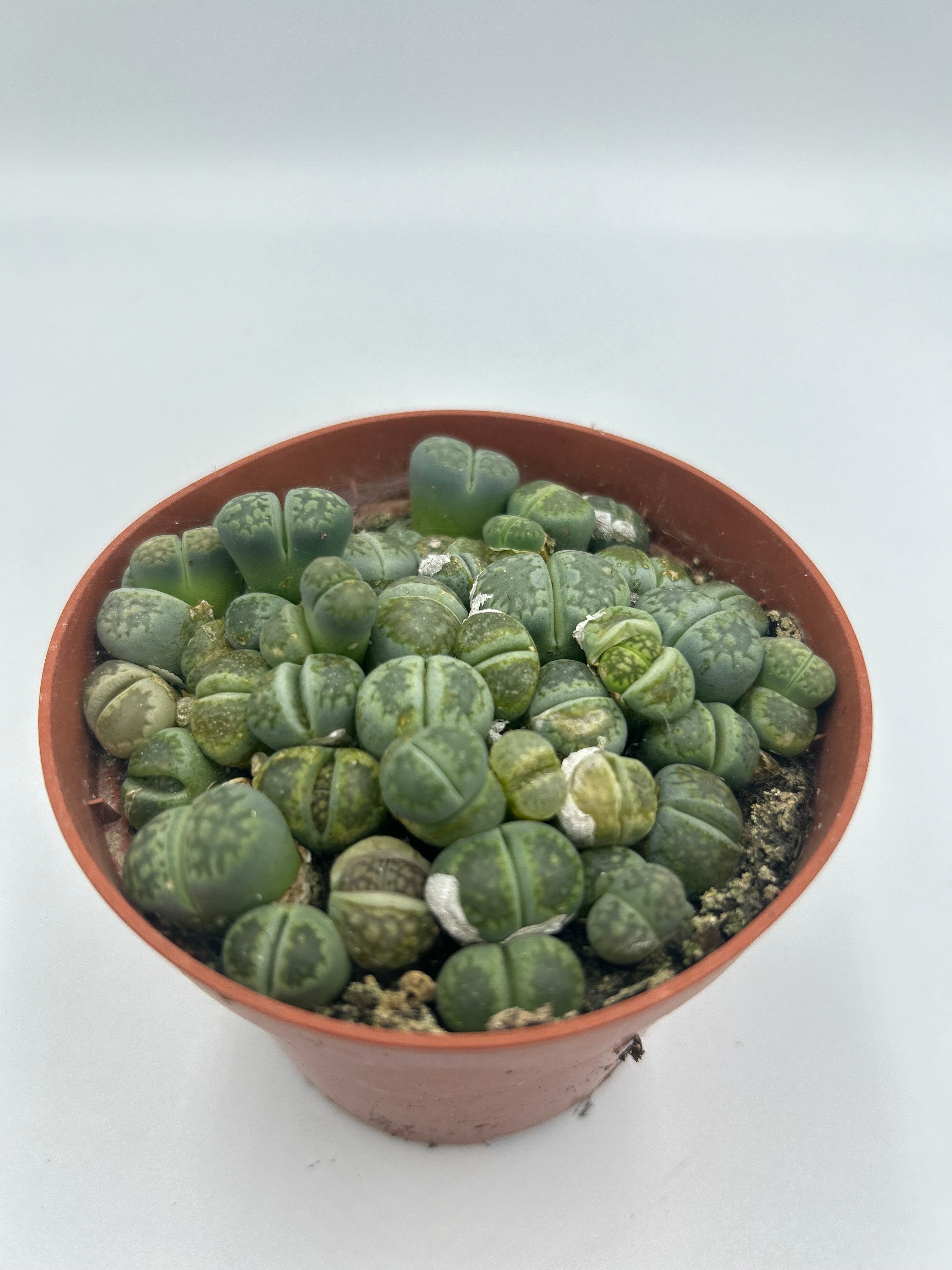 Lithops