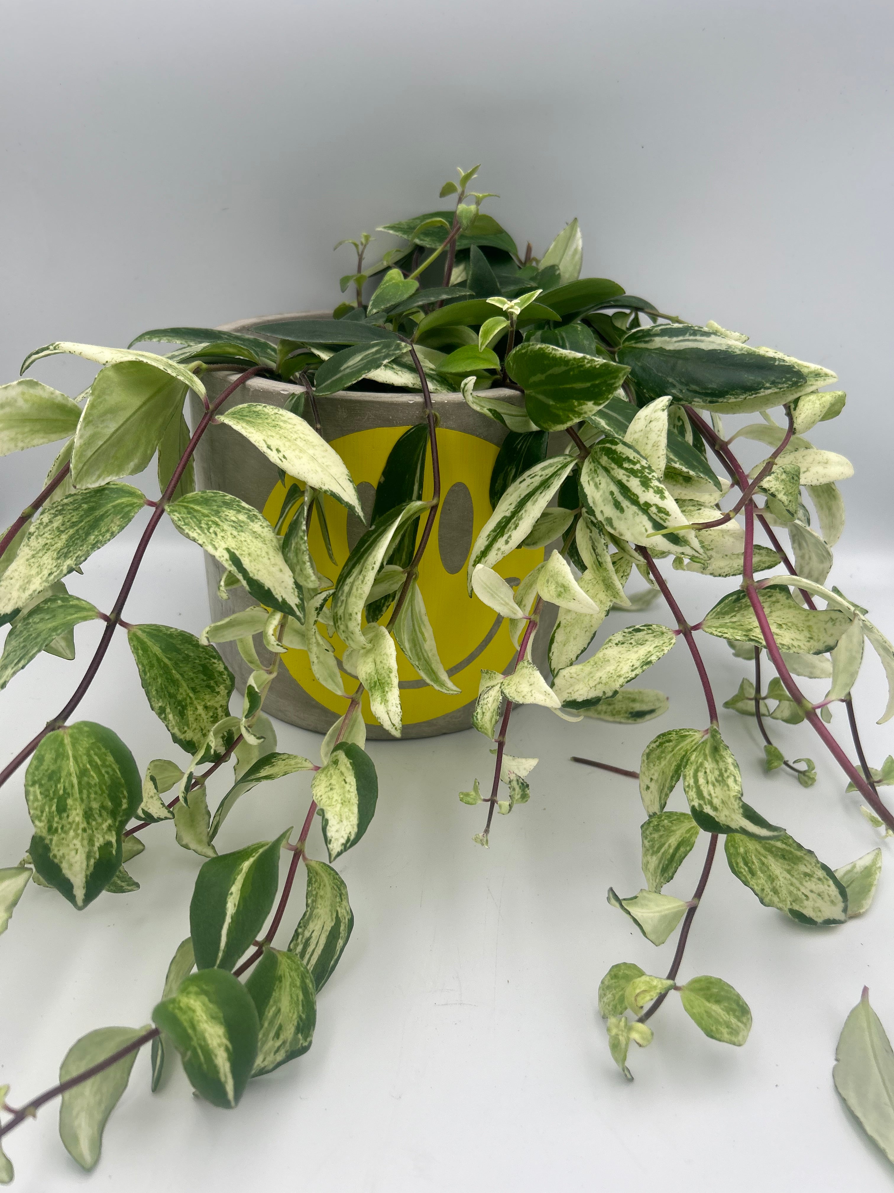 Aeschynanthus Lobbianus Variegatus