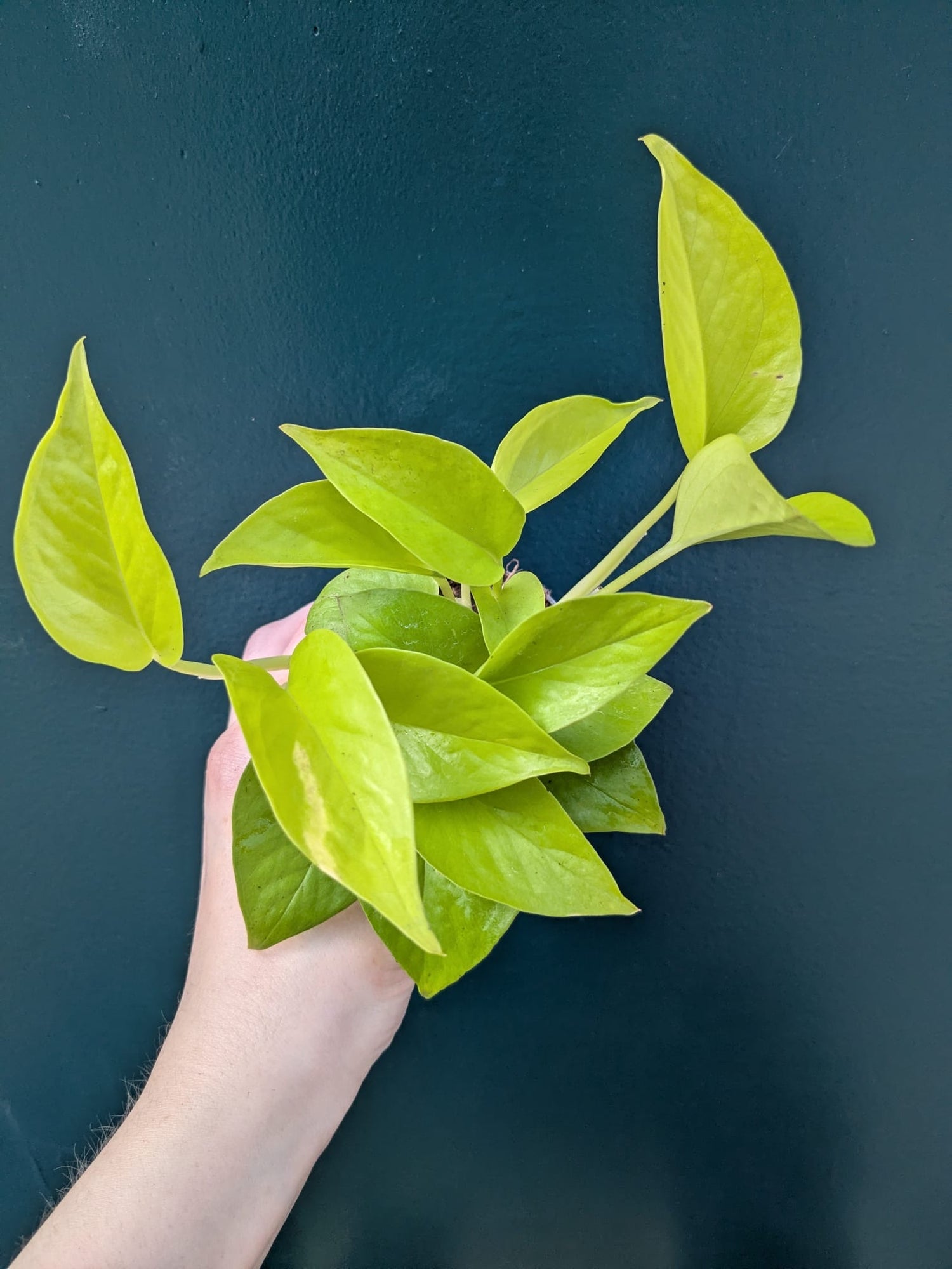 Philodendron Neon