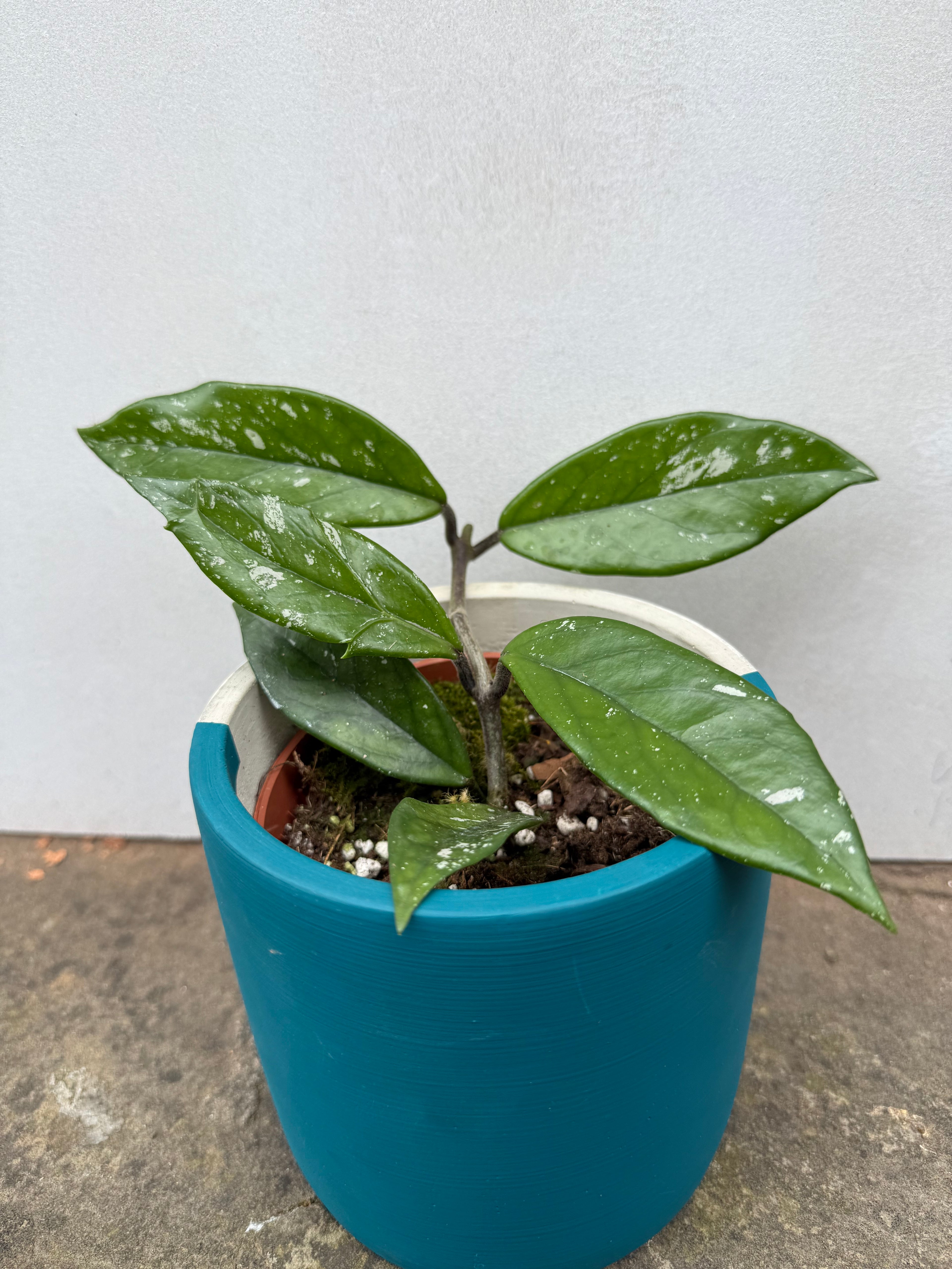Hoya Carnosa Stardust