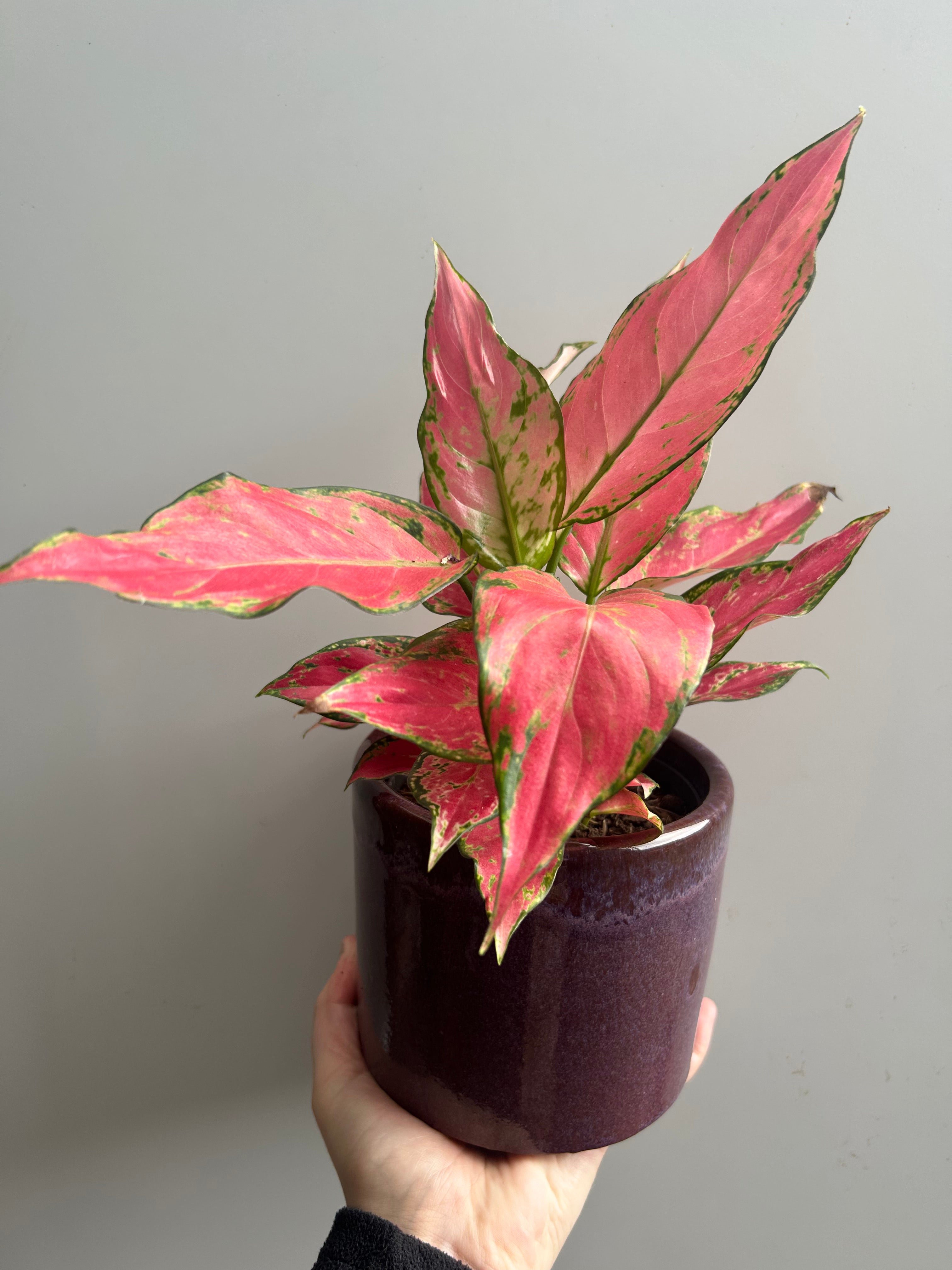 aglaonema cherry baby chinese evergreen 12cm pot house plant Aglaonema 'Cherry Baby'