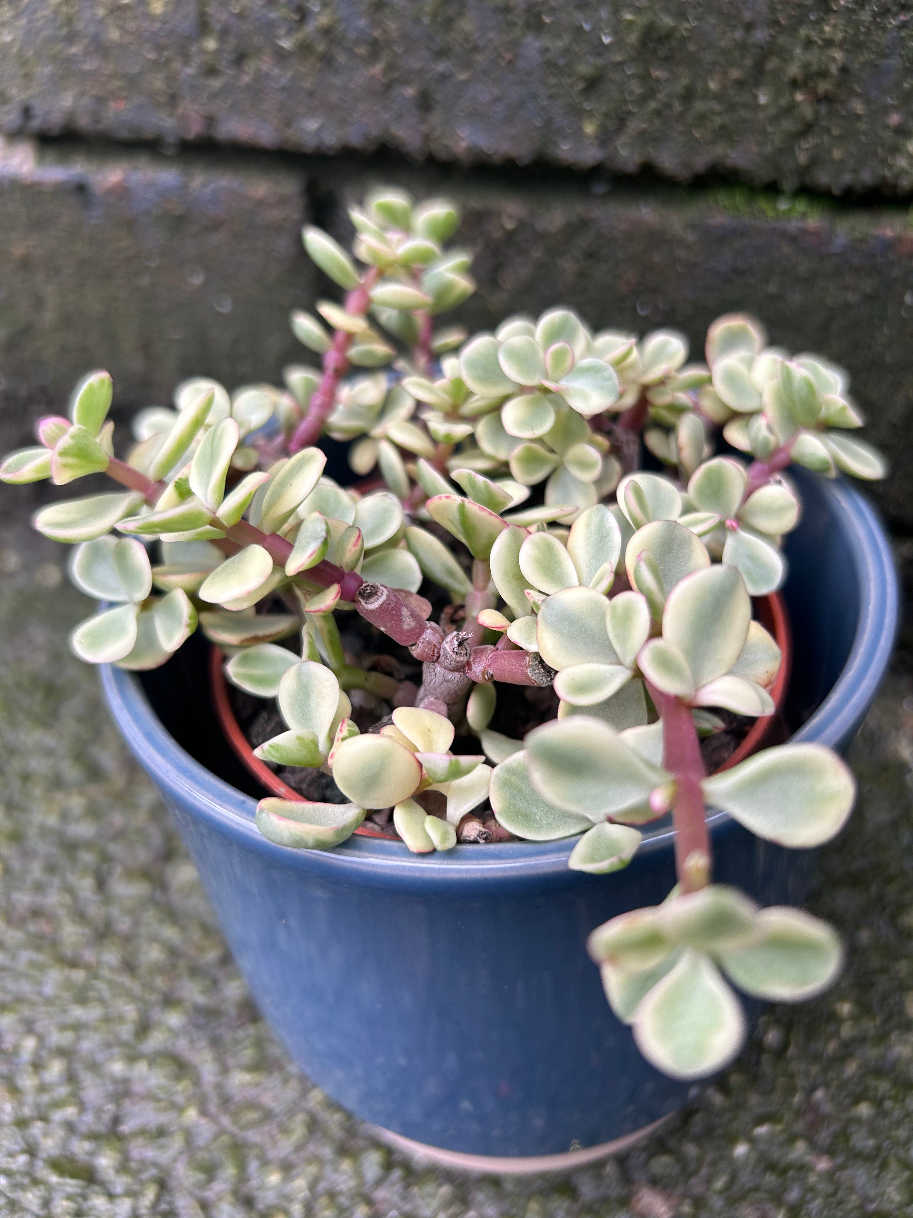 Portulacaria Afra Variegata (Elephant Bush)