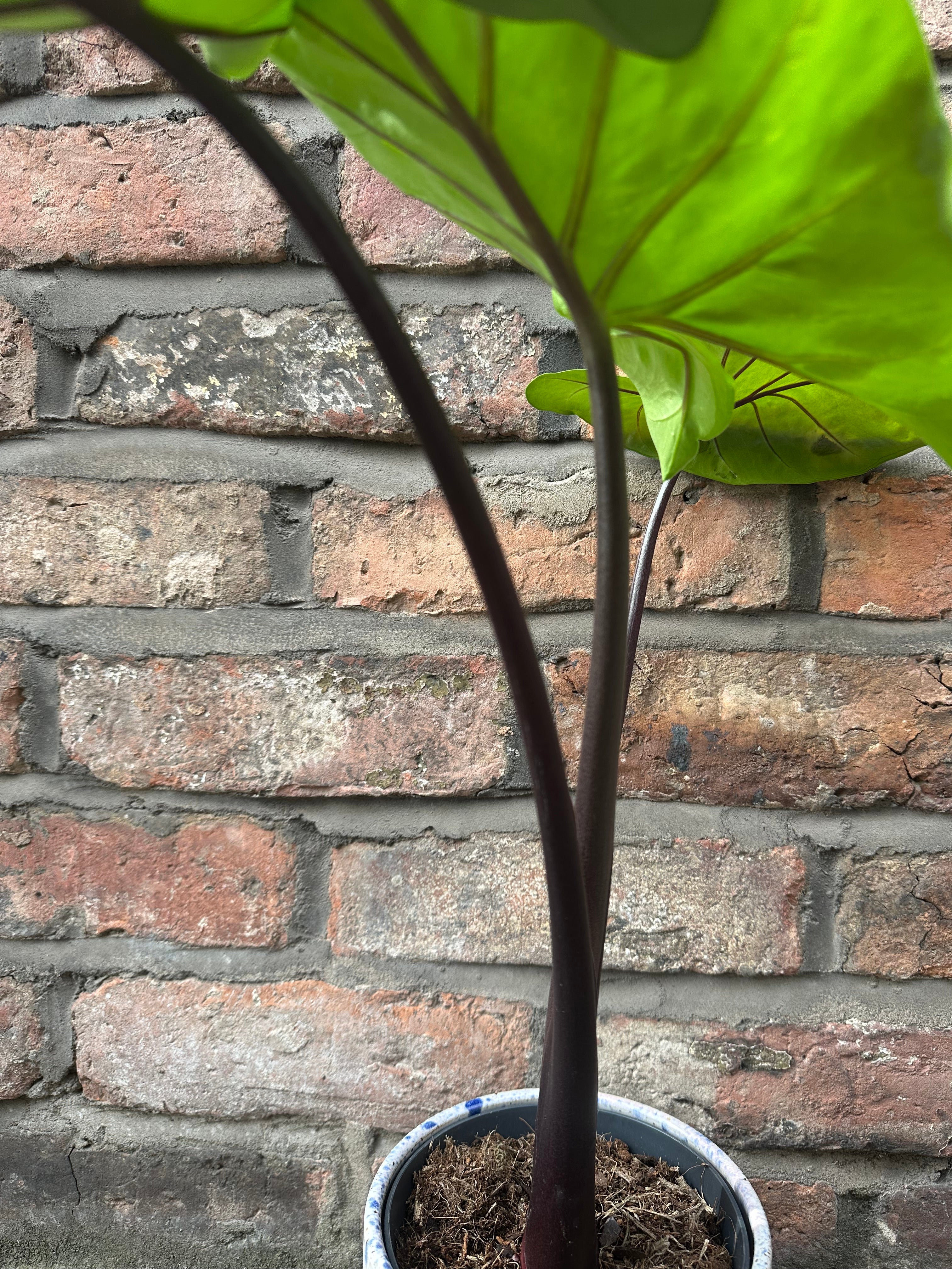 Alocasia Black Cobra